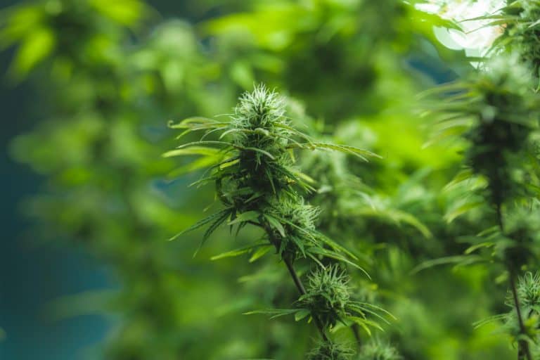 Benefits of Hemp Flower