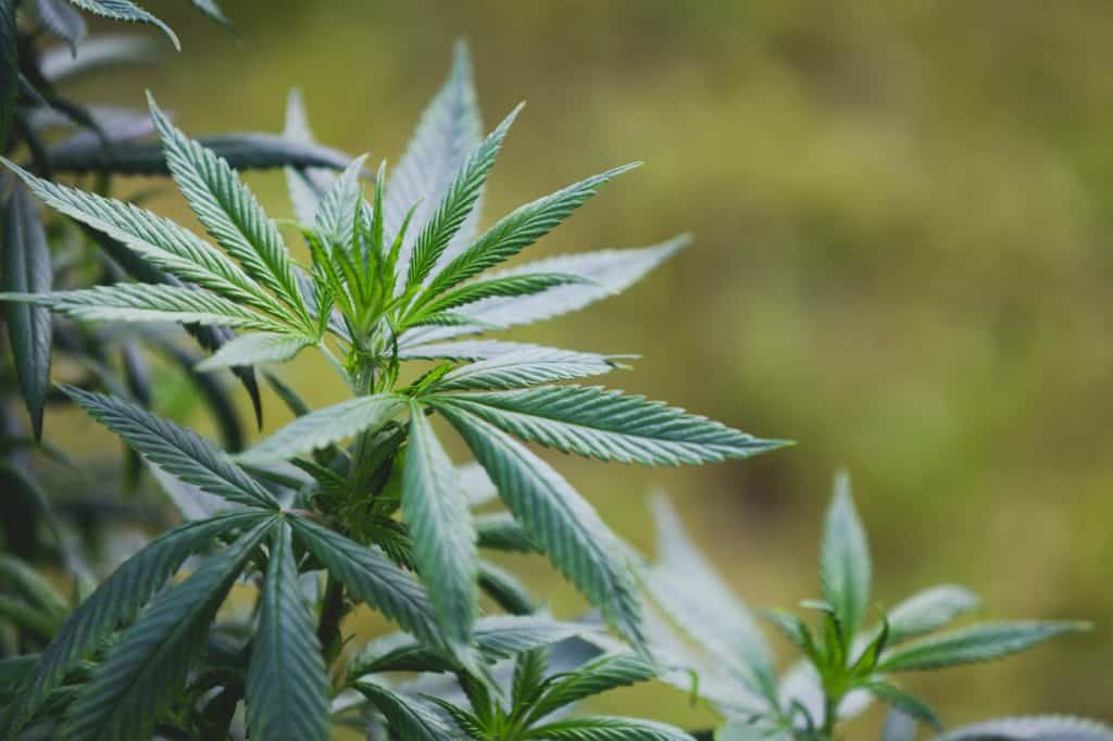 CBD products