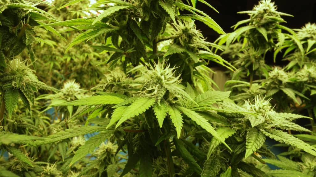 Wholesale Delta 8 flower