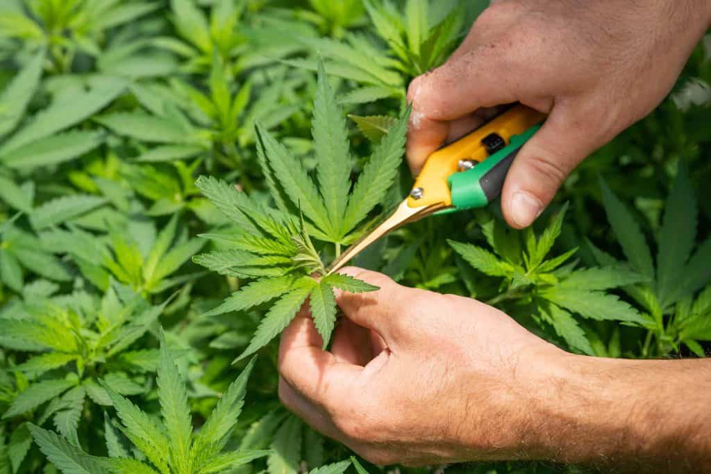 Hemp flower