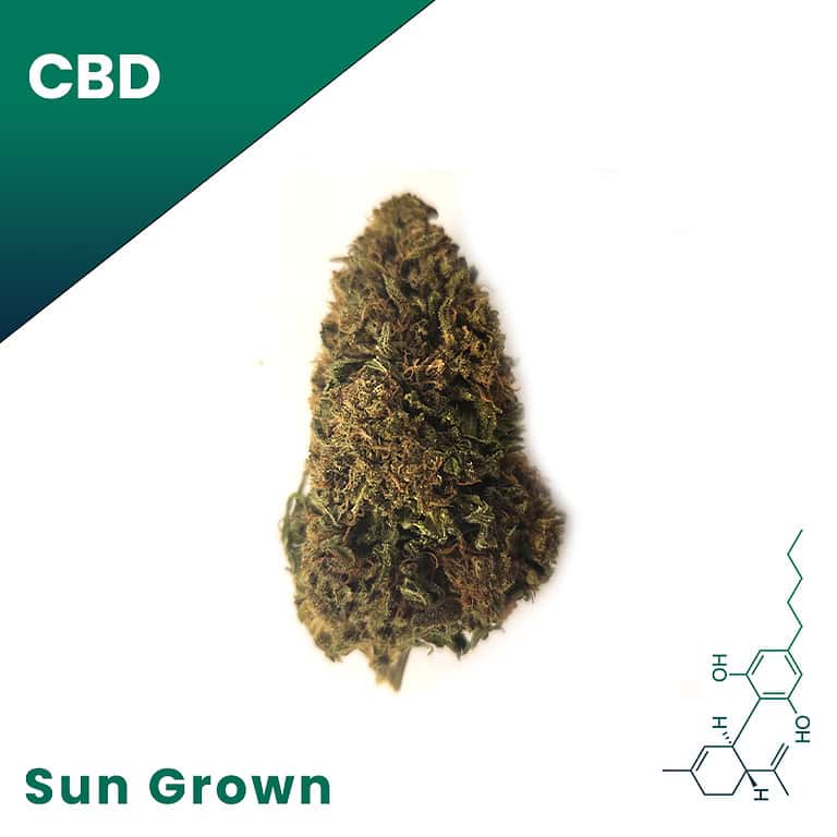 Wholesale CBD Flower Best Tasting Bulk CBD Flower 100/lb.