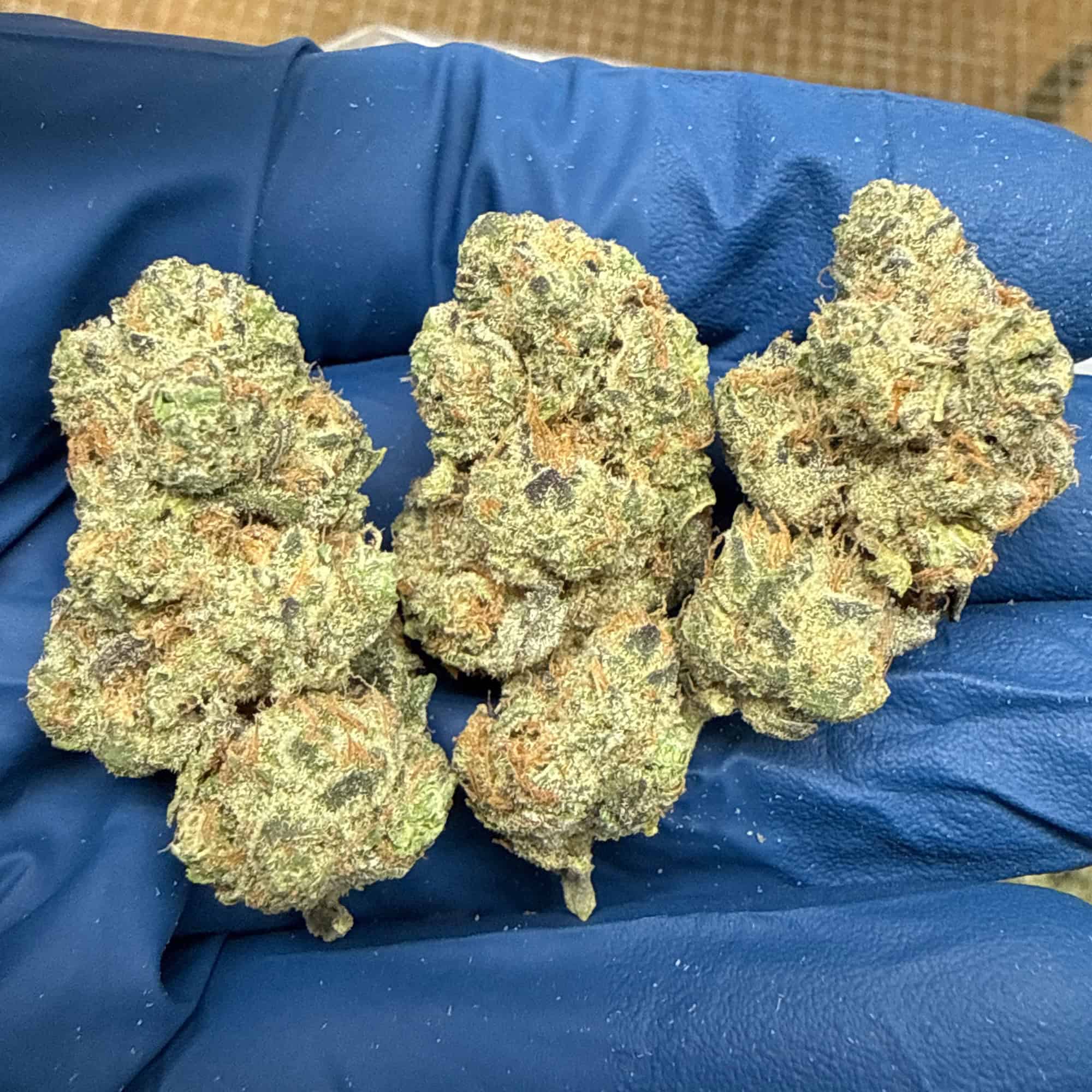Jealousy THCA Flower Wholesale Pounds