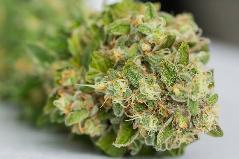 Does Thca Flower Get You High If You Smoke It Does THCA Get You High? | THCA vs THC