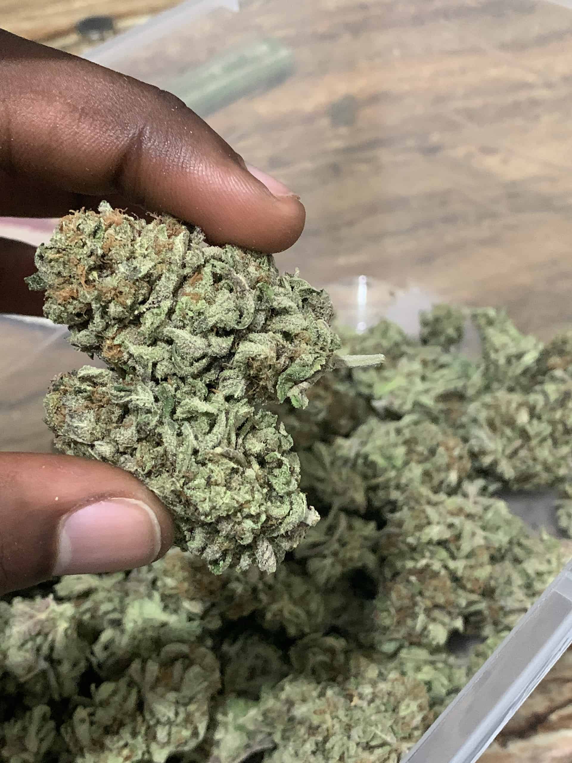 Biscotti Cake Weed Strain Information Cannabis Review