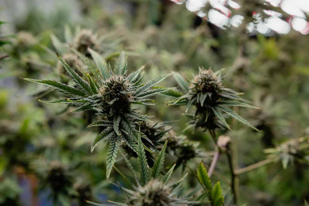 41 Cherries Strain Information 41 Cherriez by Merfos Exoticz