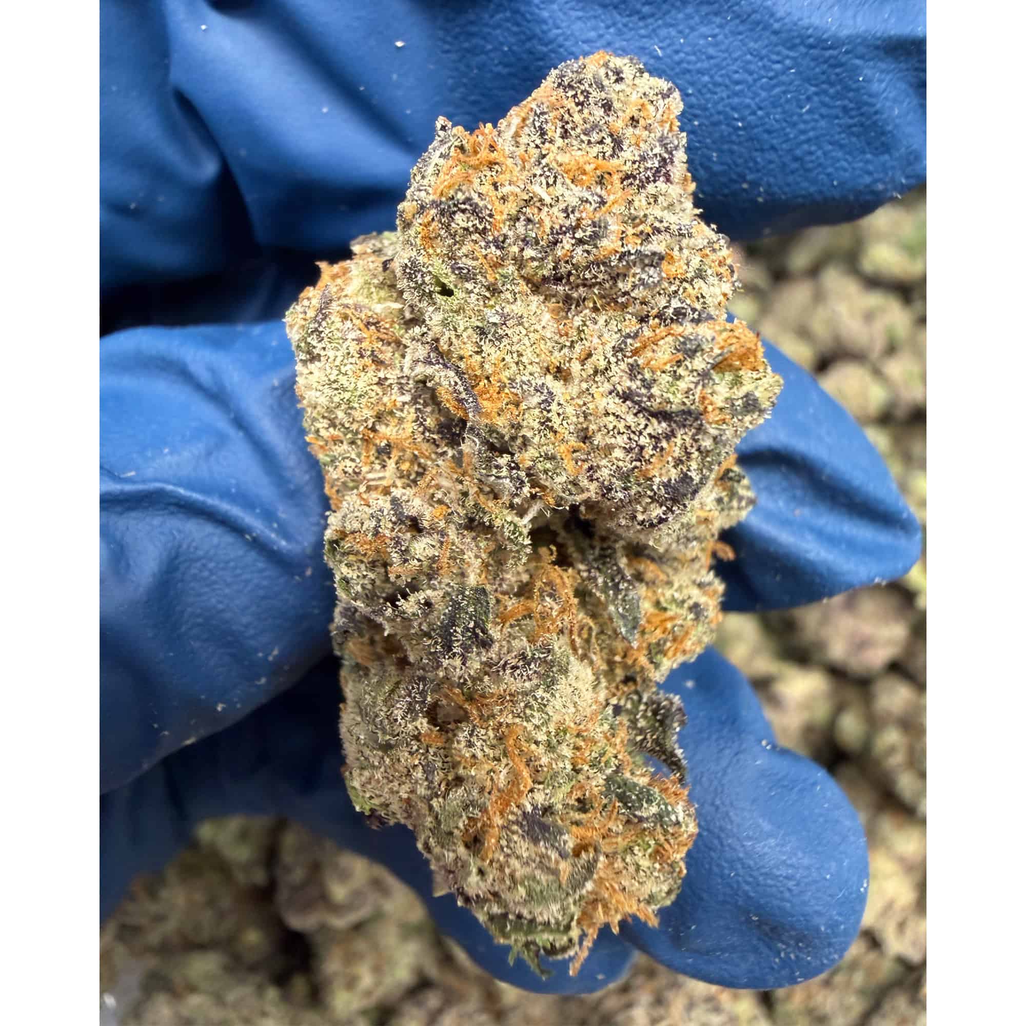 White Runtz THCA Flower Pounds