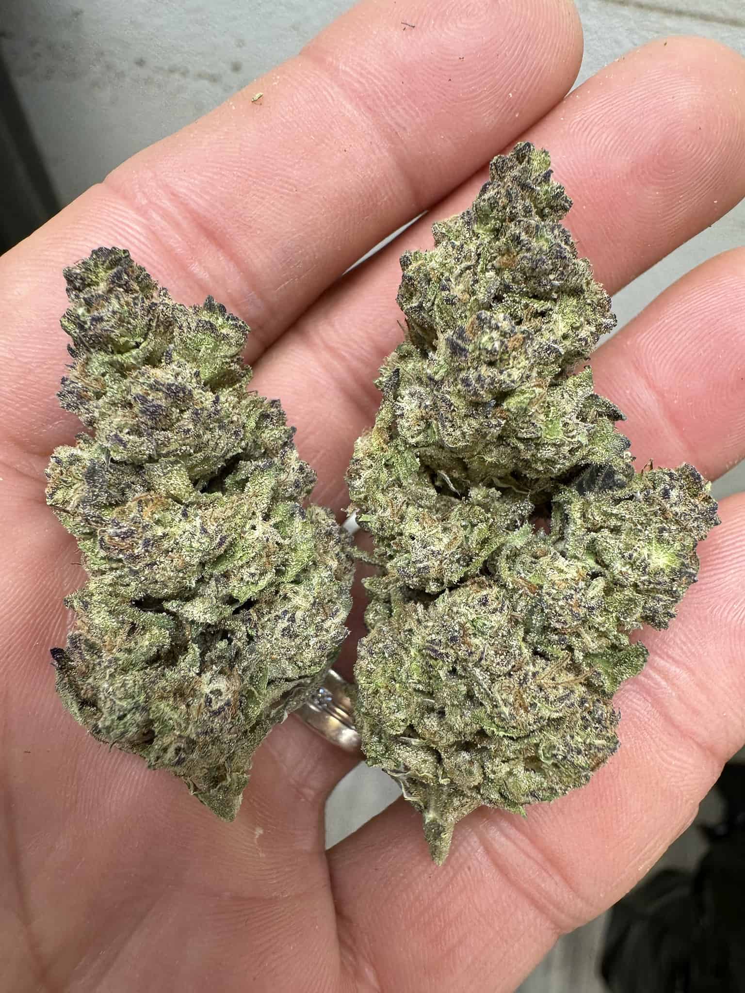 Sherbet THCA Flower Pounds and Quarter Pounds for Sale