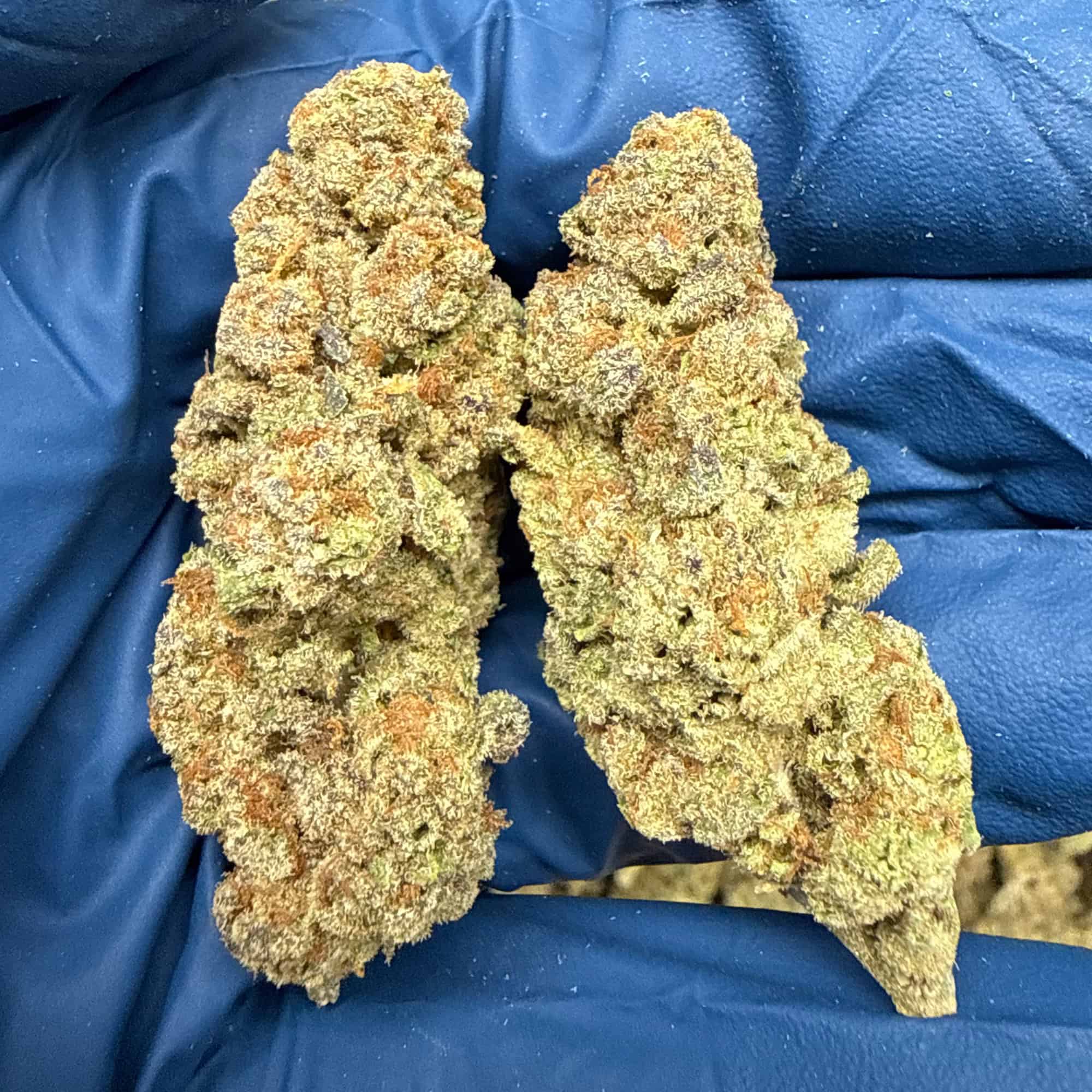 Glitter Bomb THCA Flower Wholesale