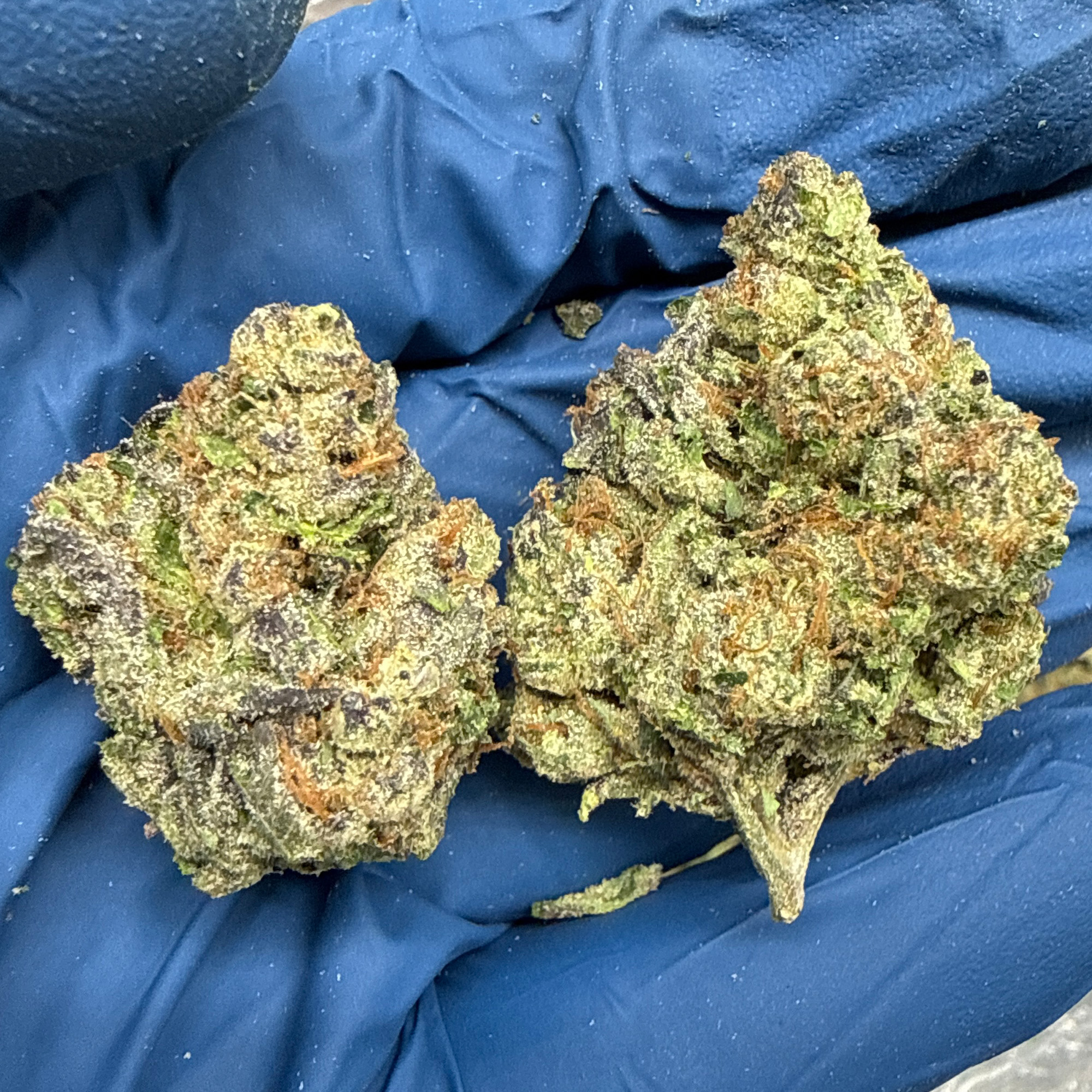 Glitter Bomb THCA Flower Pounds