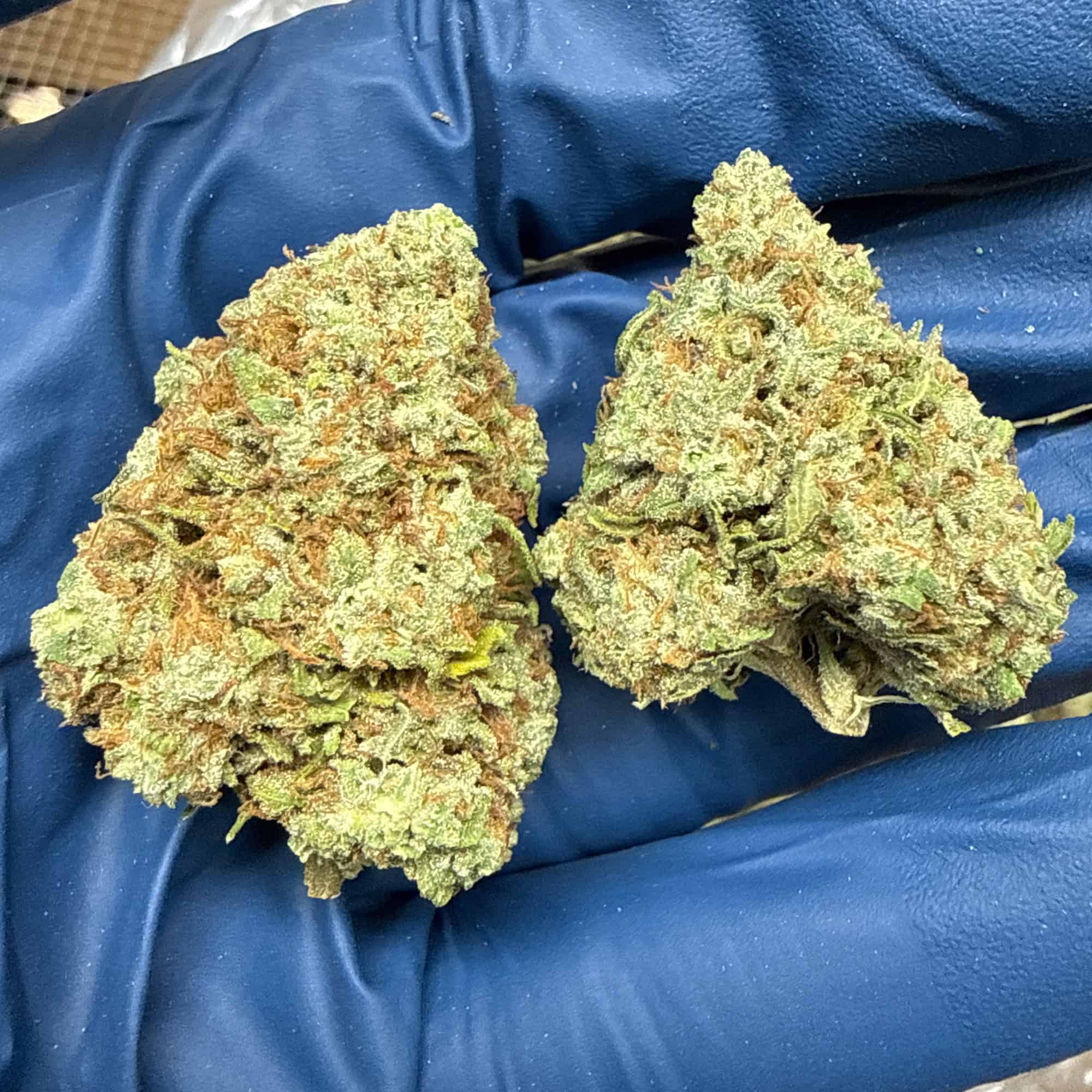 Purple Punch THCA Flower Pounds