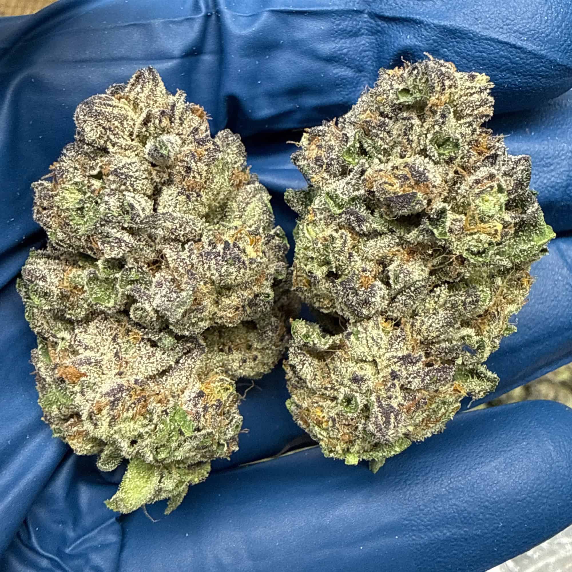 Watermelon Runtz THCA Flower Pounds