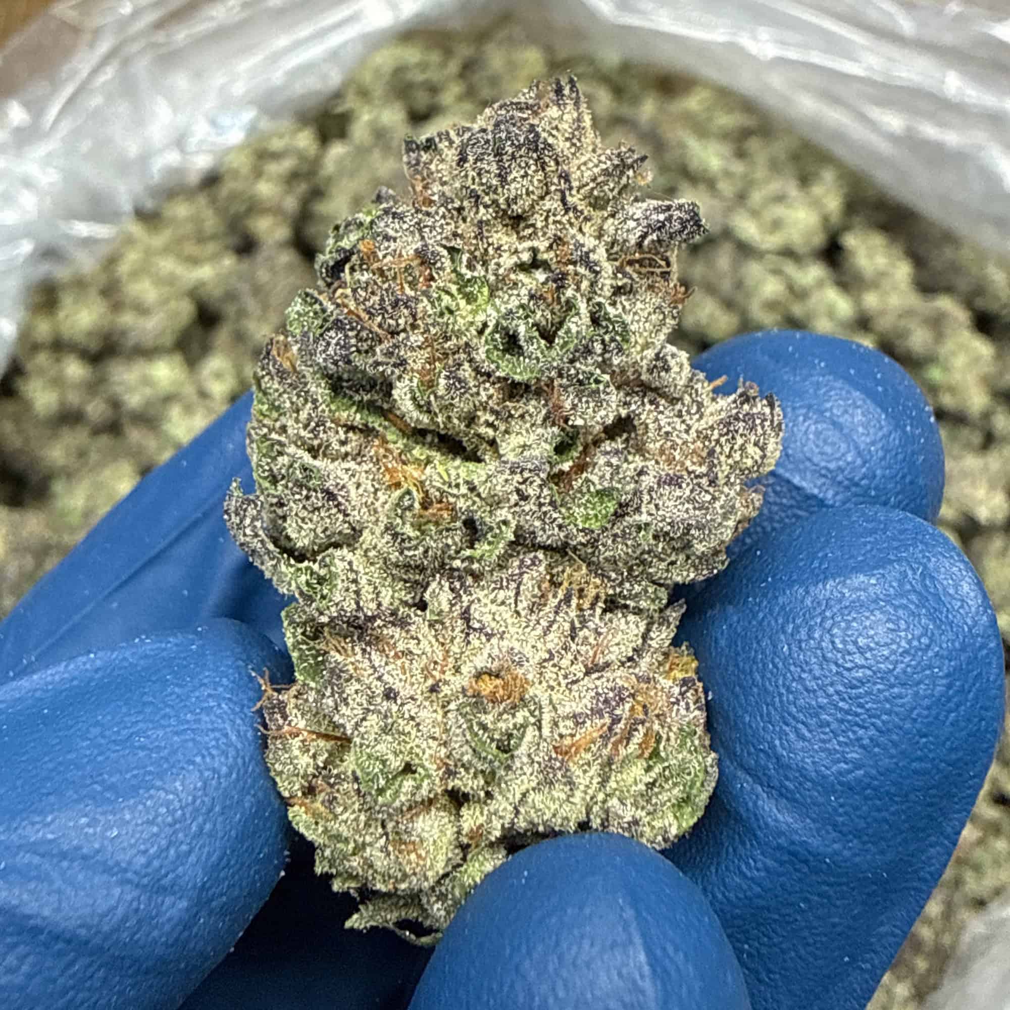 Watermelon Runtz THCA Flower Bulk