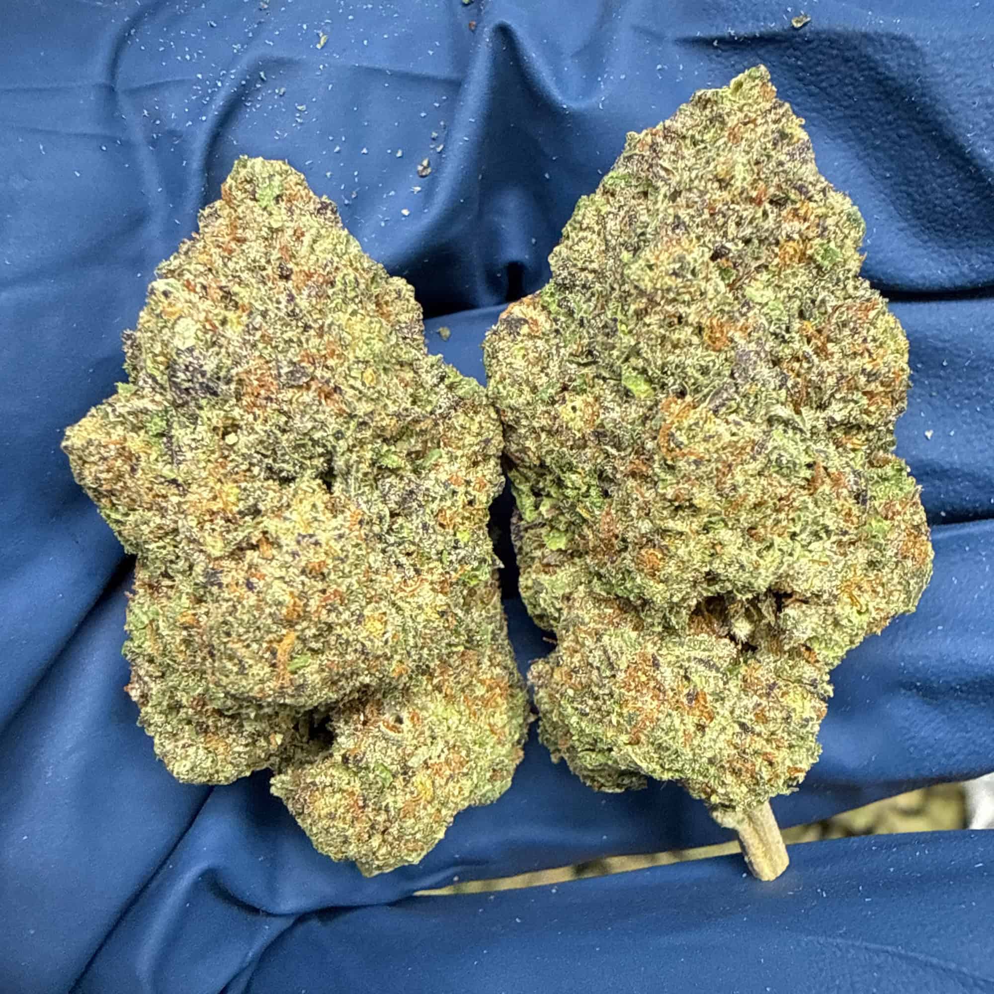 Watermelon Runtz THCA Flower Pounds
