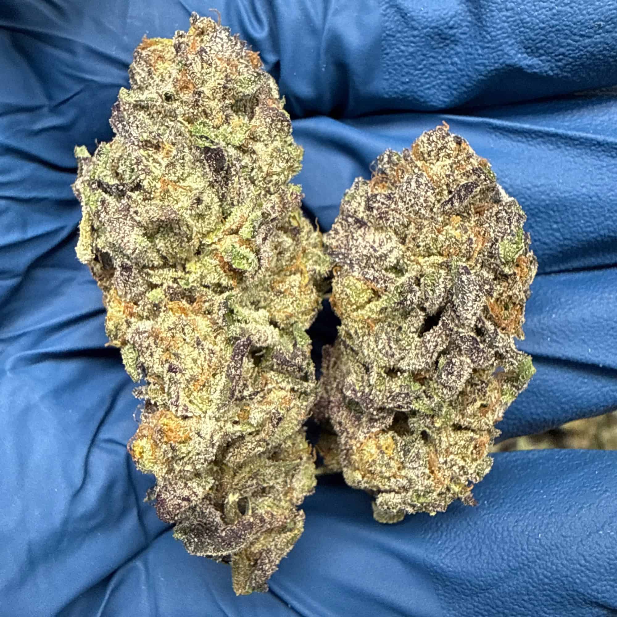 Black Amber THCA Flower Pounds