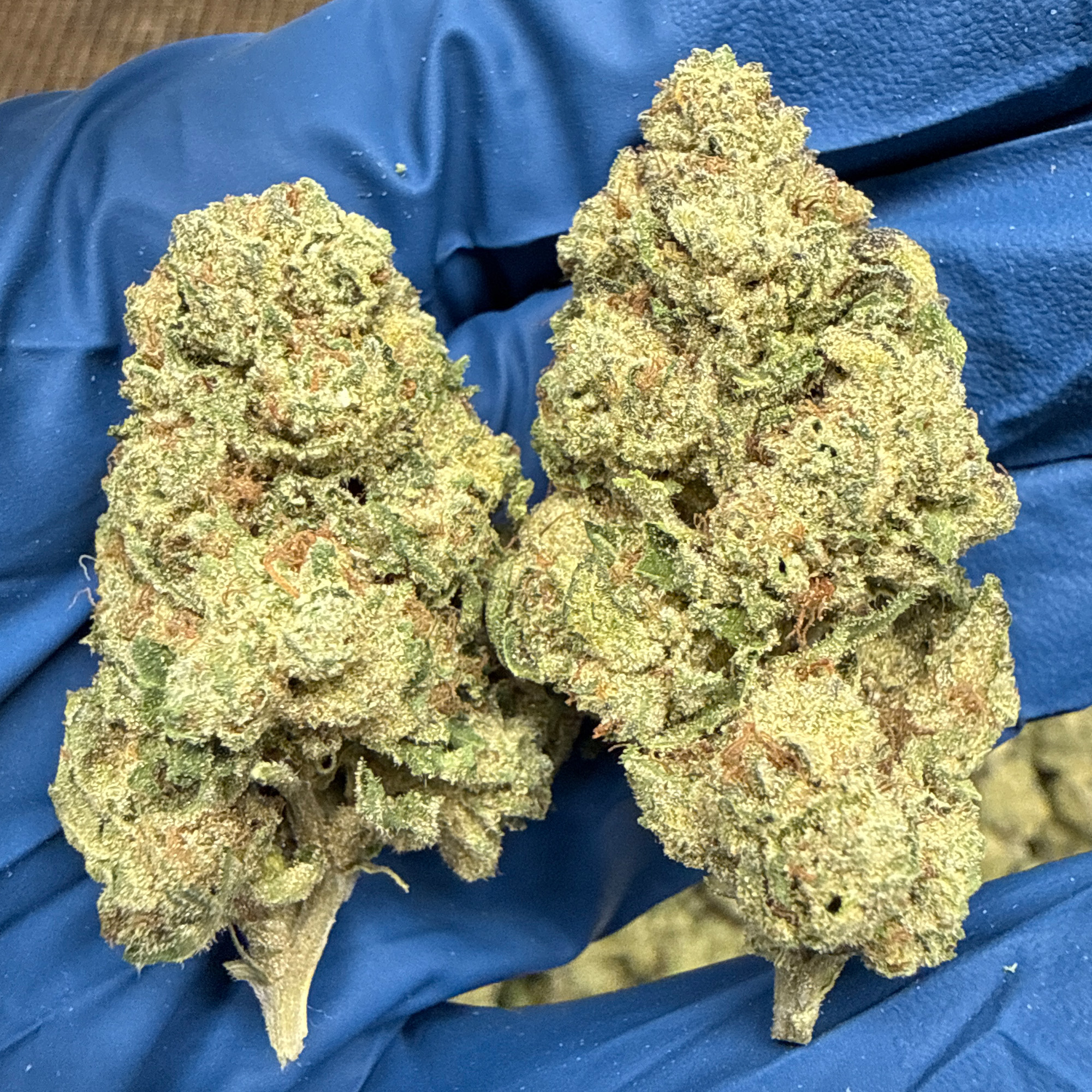 Gelato Punch THCA Flower Pounds