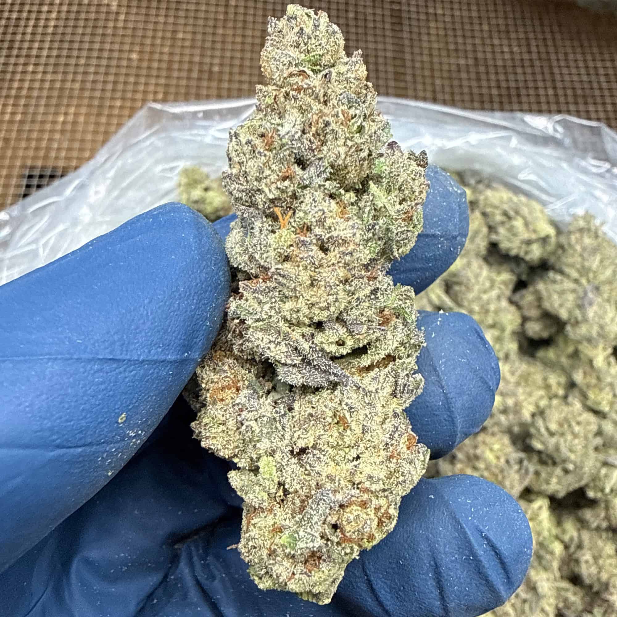 Guava Cookies THCA Flower Pounds