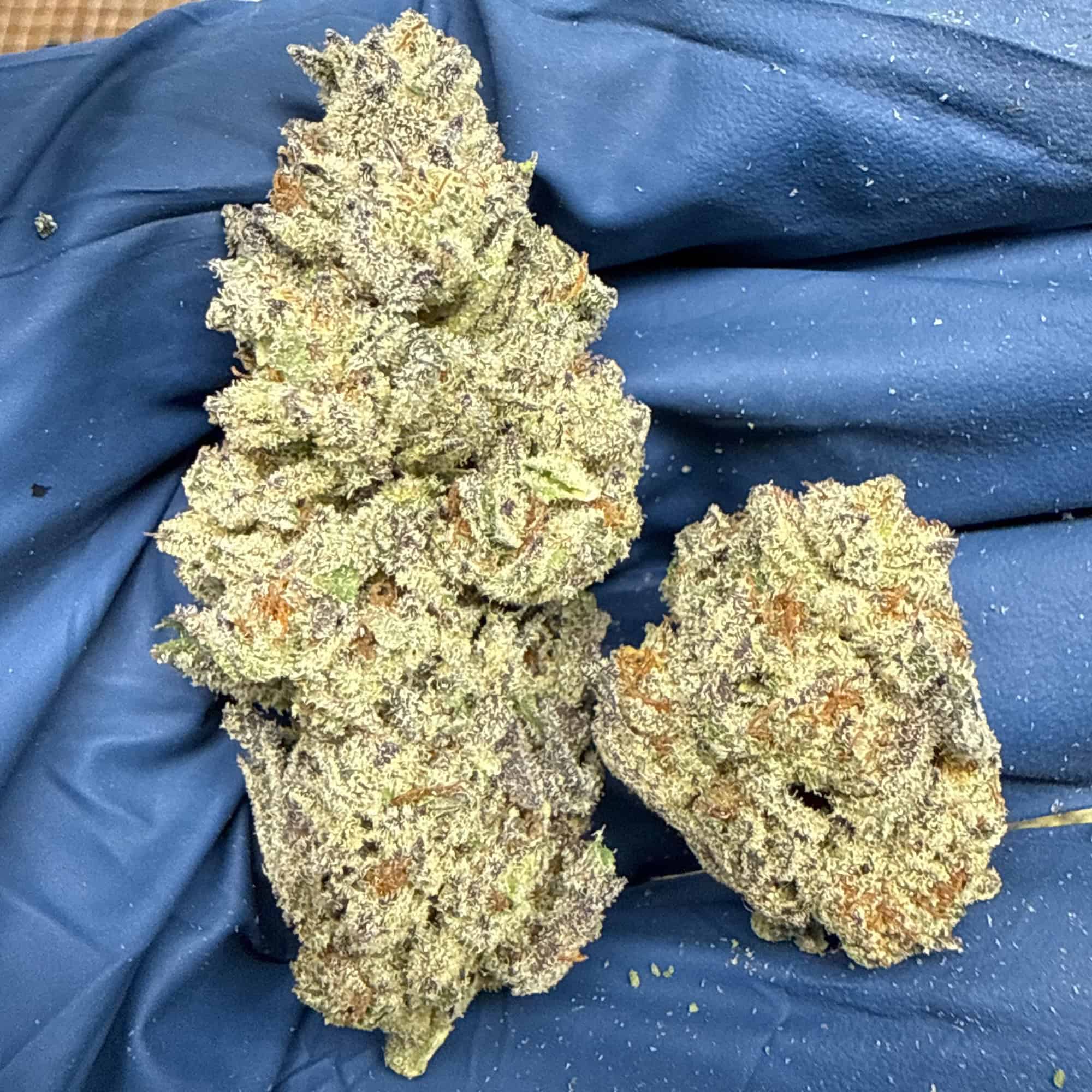 Guava Cookies THCA Flower Bulk Pounds