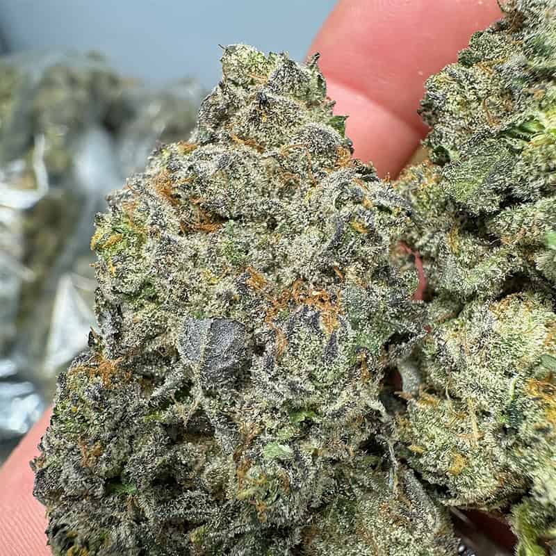 Guava Cookies THCA Flower Wholesale