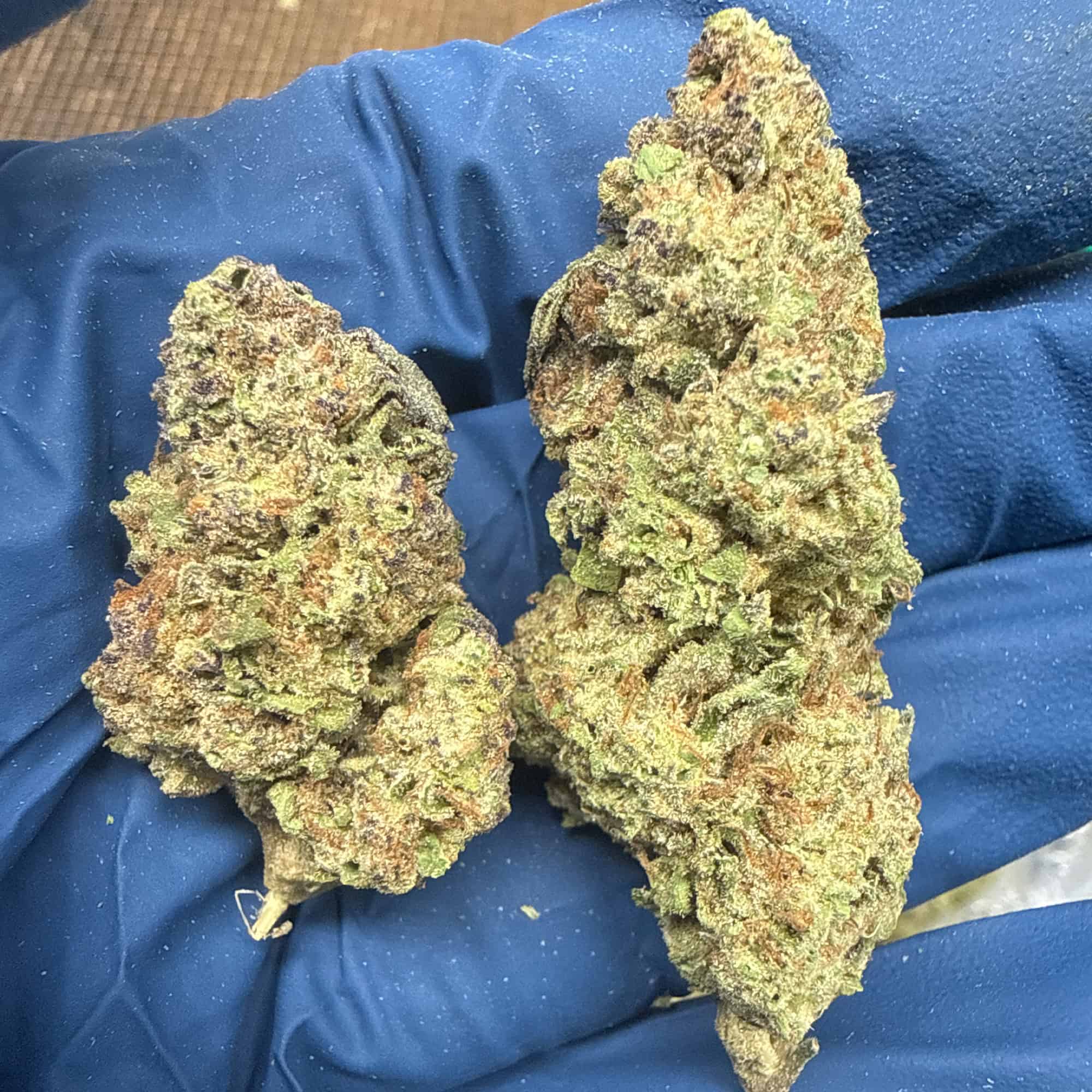 Gush Mintz Wholesale THCA Flower
