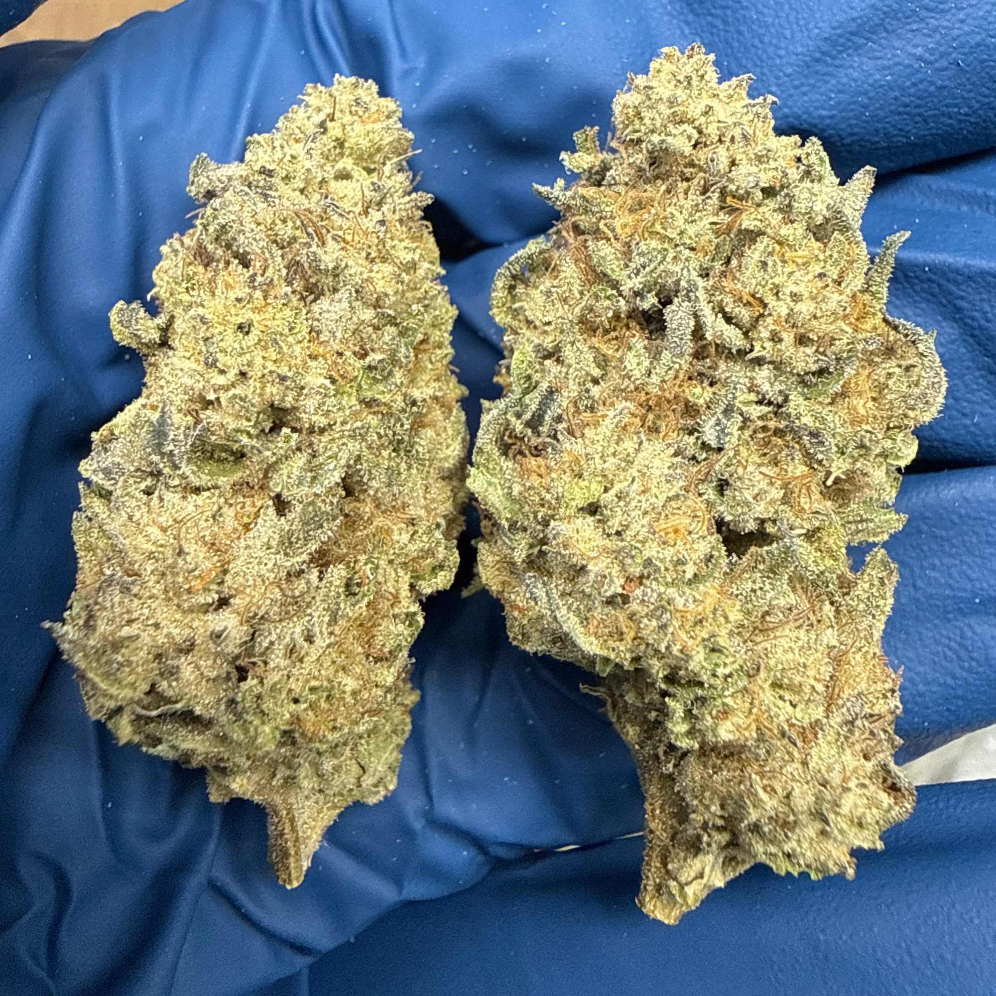 Ice Cream Cake THCA Flower Pounds