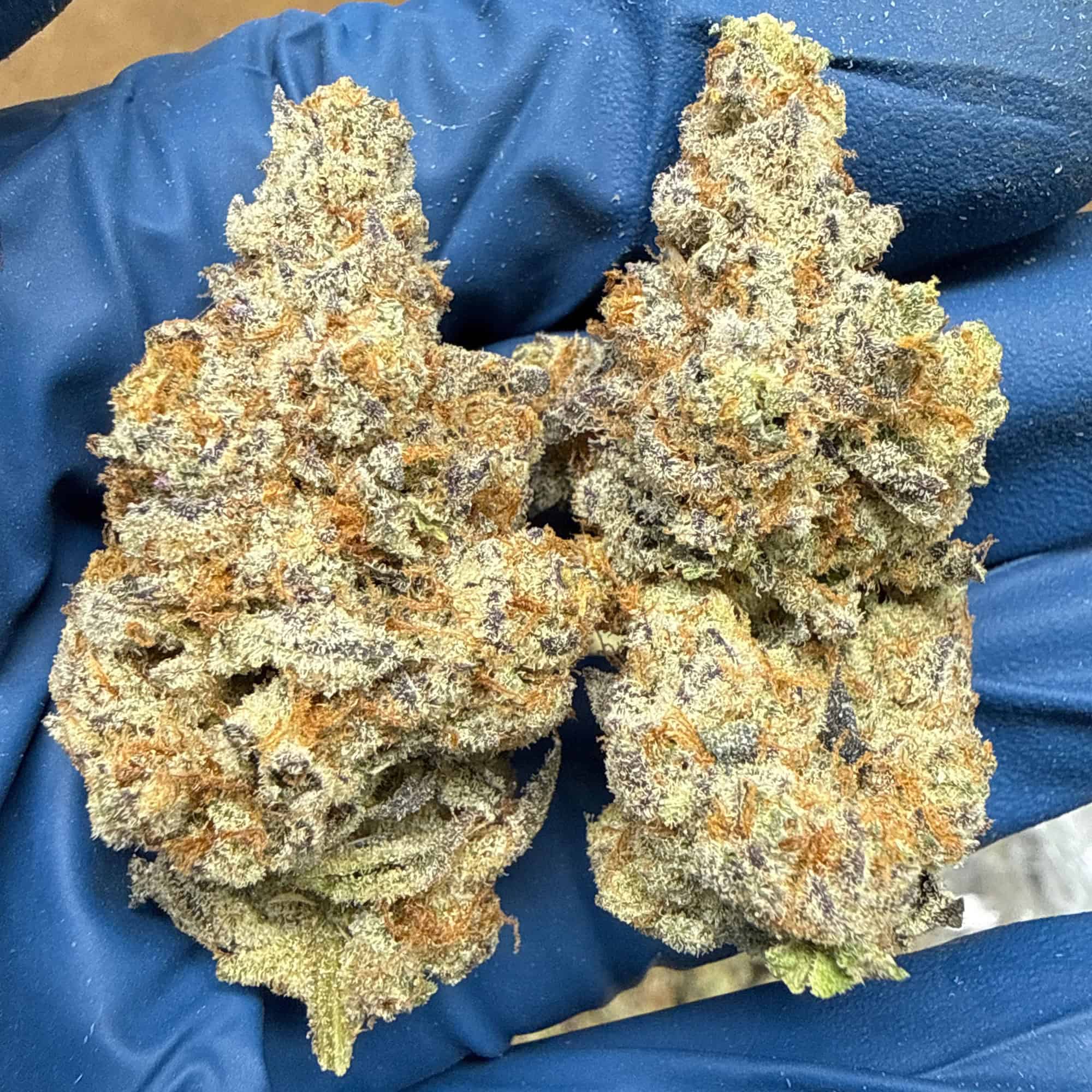 Pandemic Punch THCA Flower Pounds