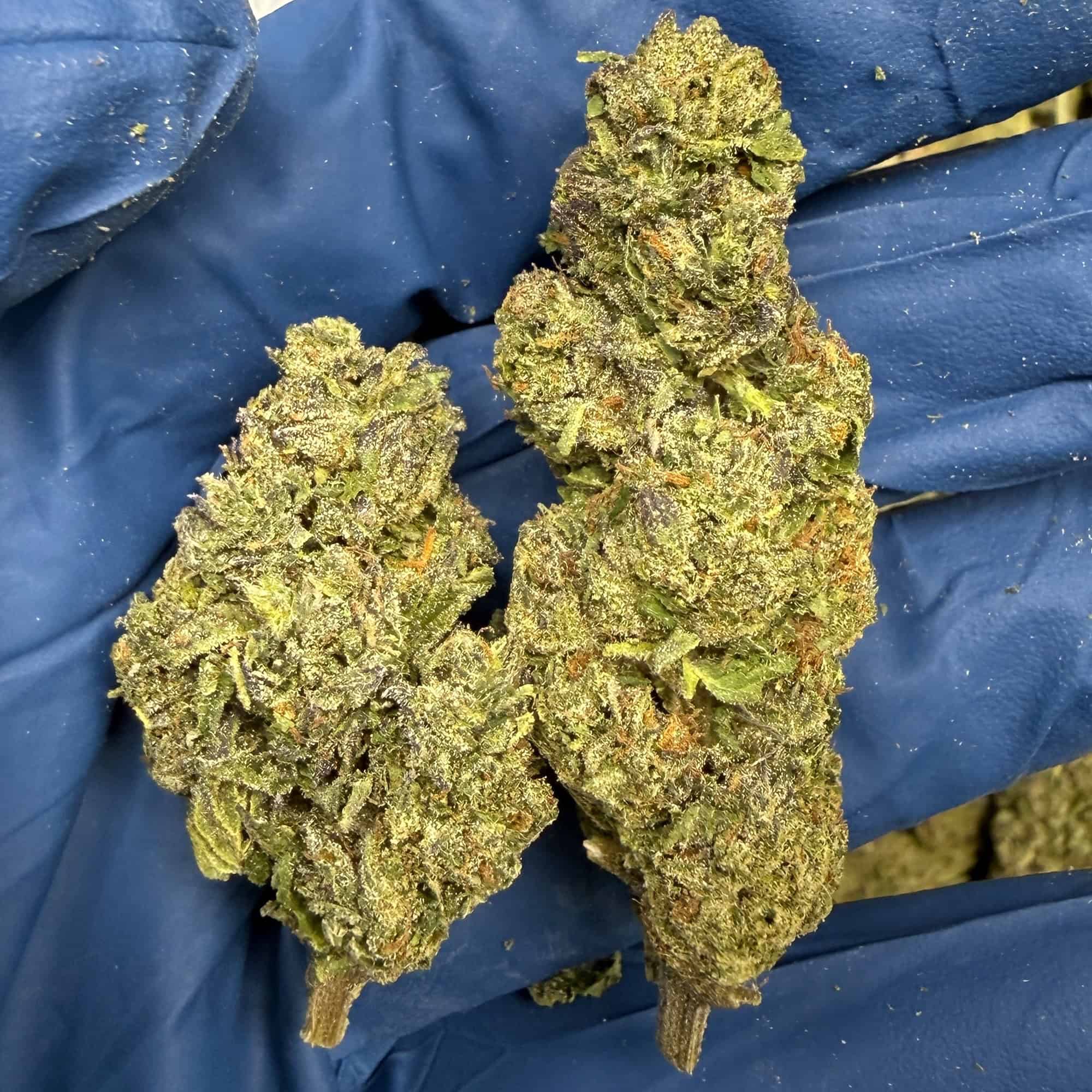 RS11 THCA Flower Pounds