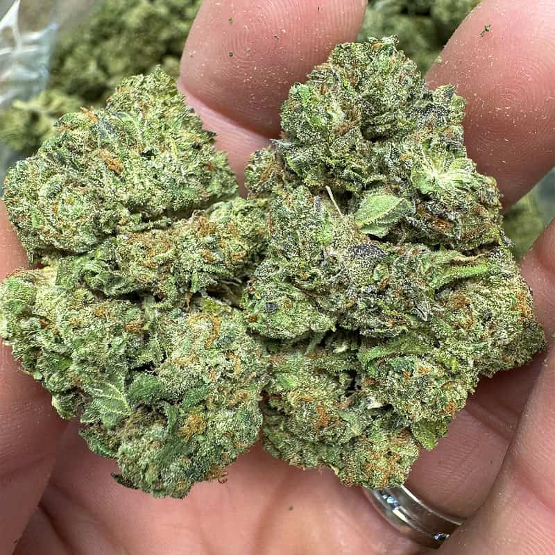 RS11 THCA Flower Pounds 1a