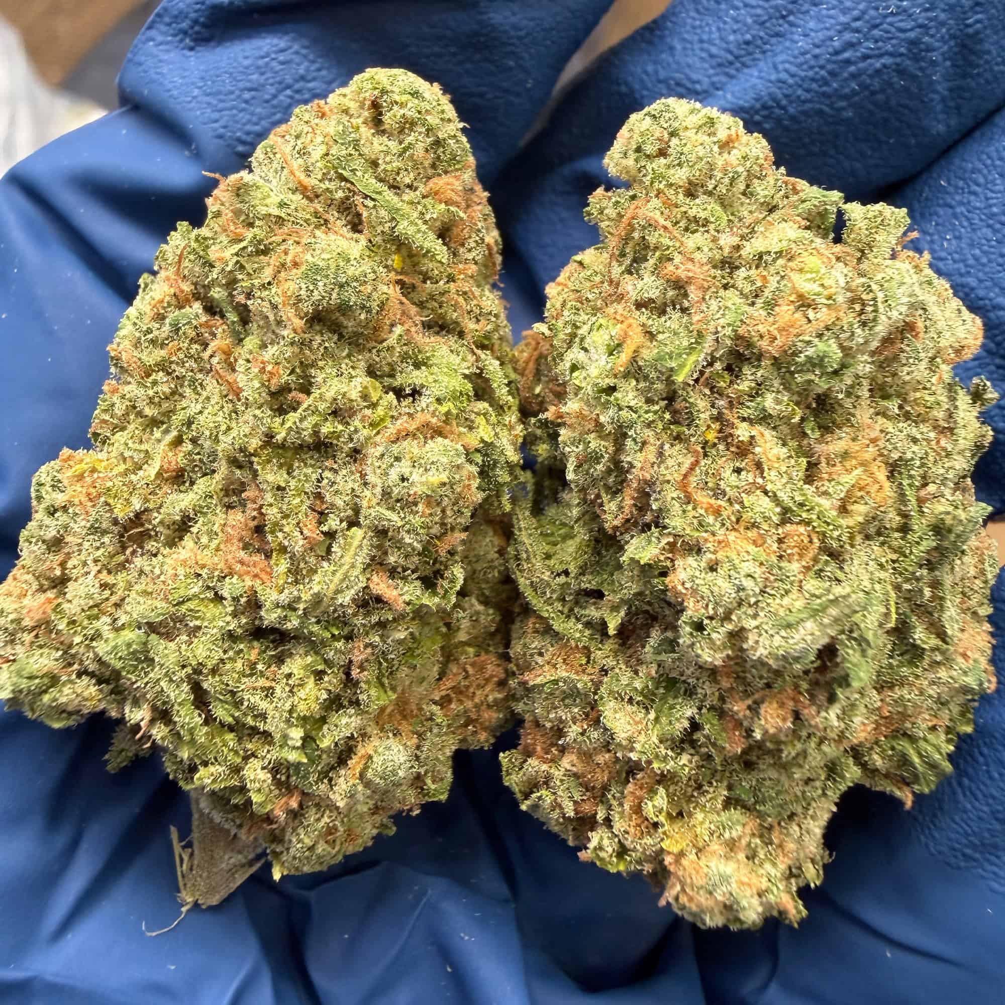 Blue Dream THCA Flower Pounds