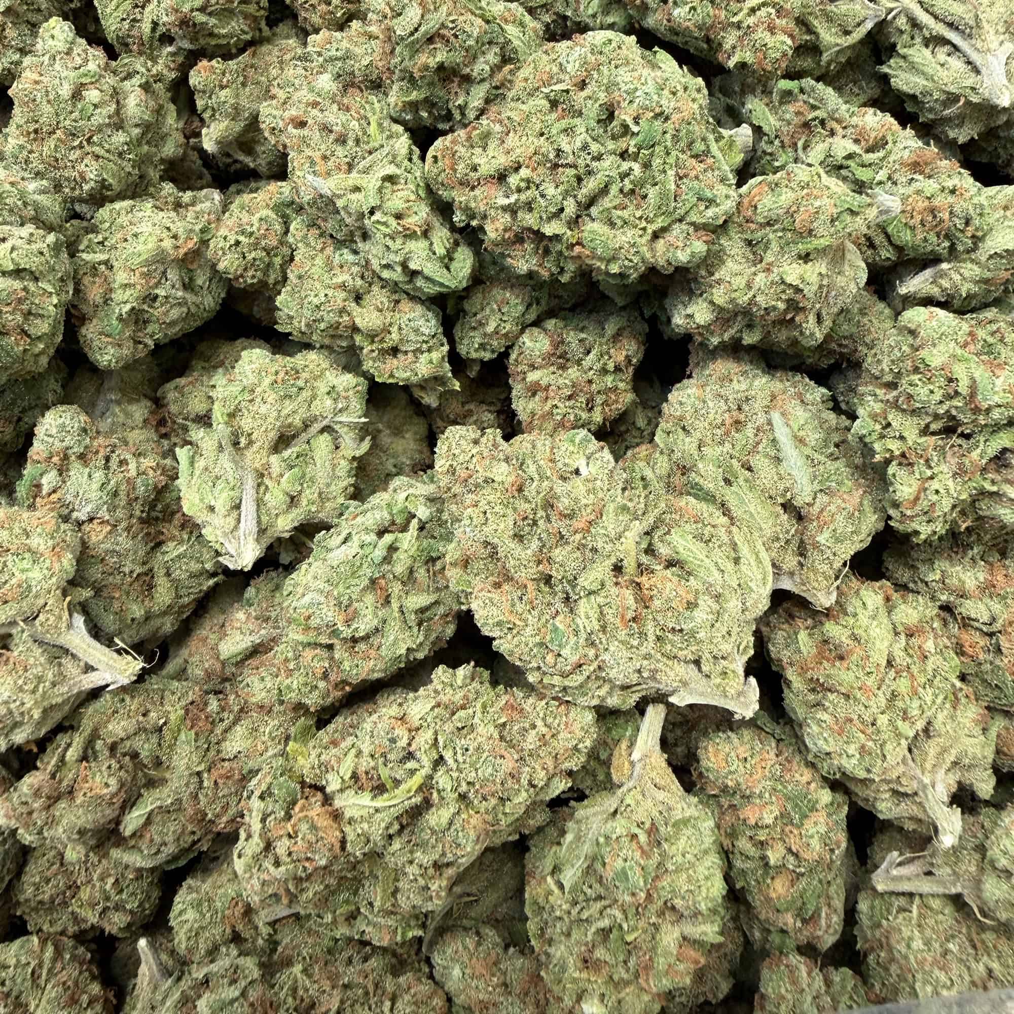 Blue Dream THCA Flower Bulk Pounds