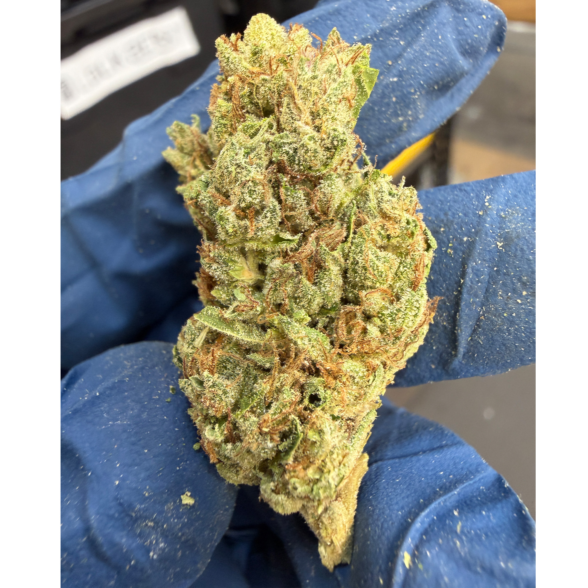 White Kush THCA Flower Pounds
