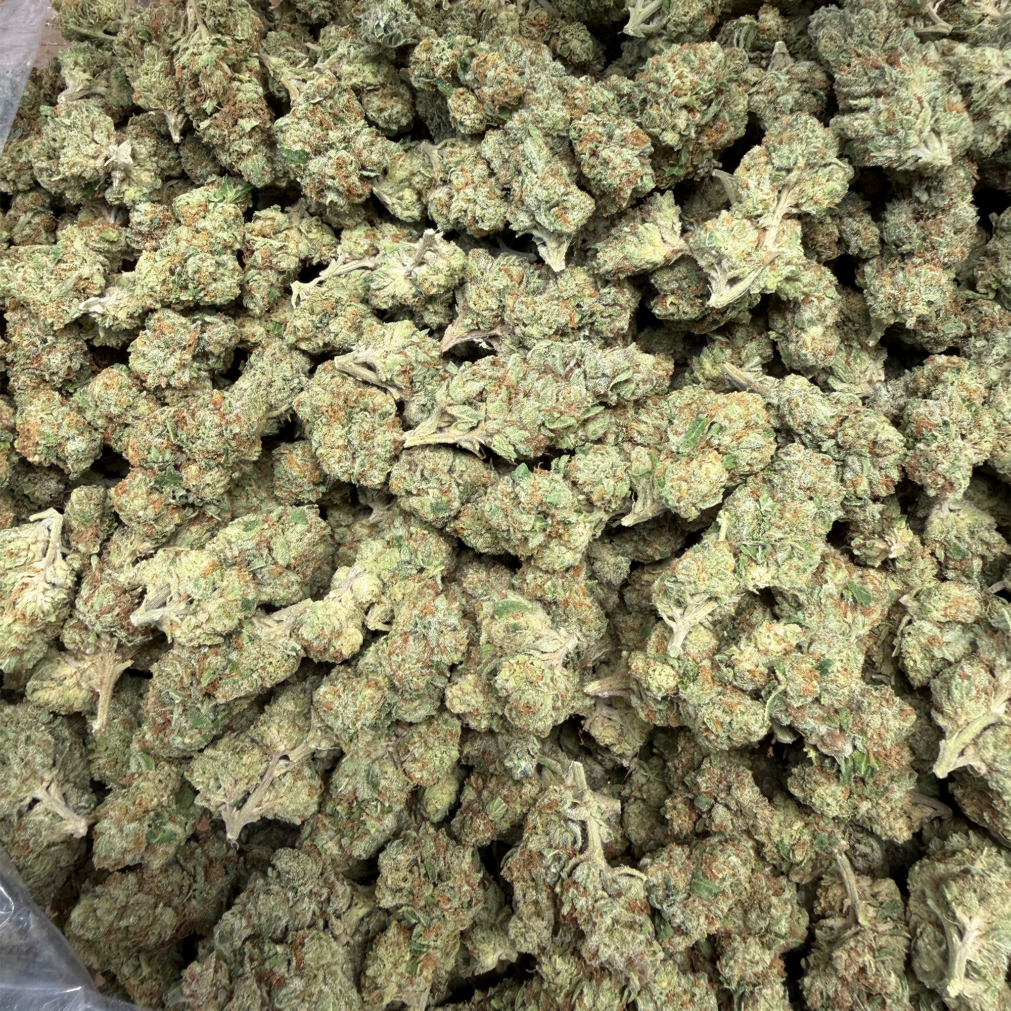 White Kush THCA FLower Wholesale Pounds