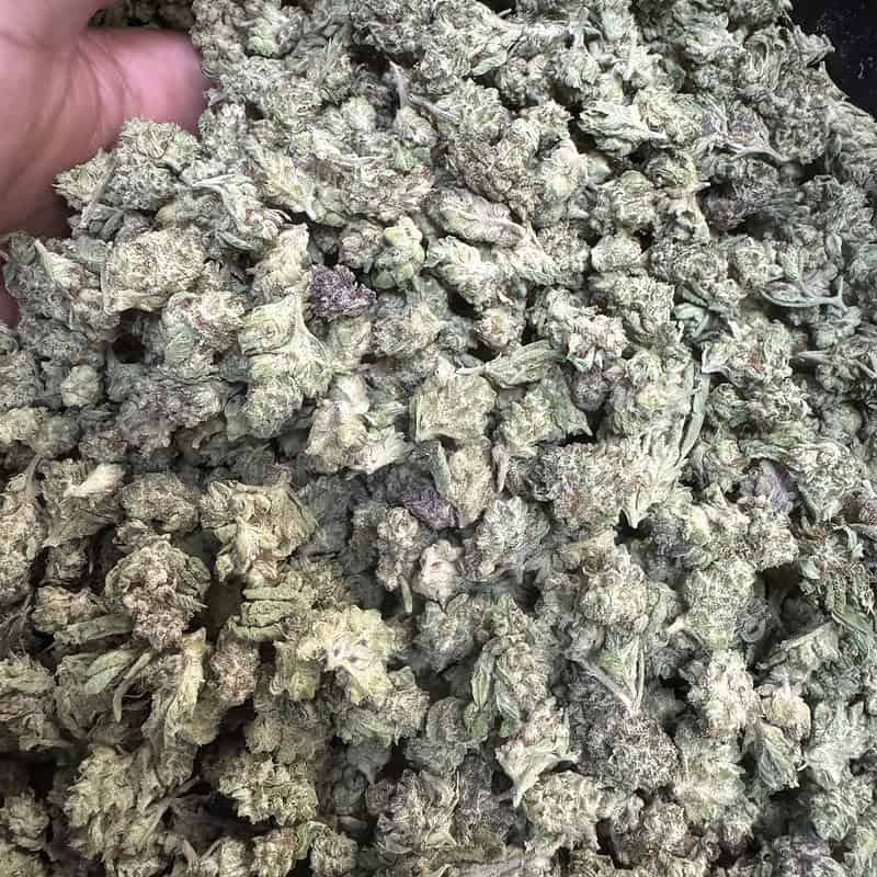 THCA Small Buds