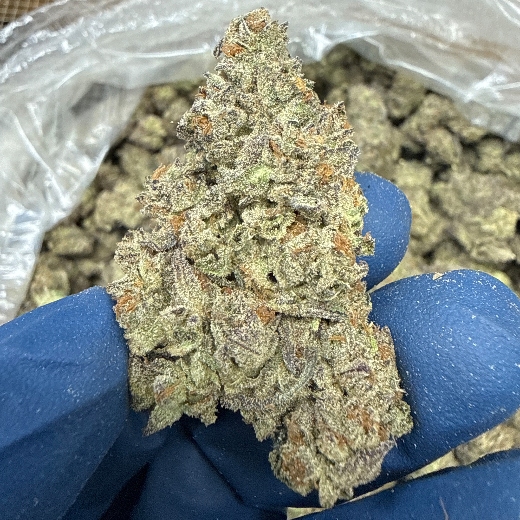 White Truffle THCA Flower Wholesale