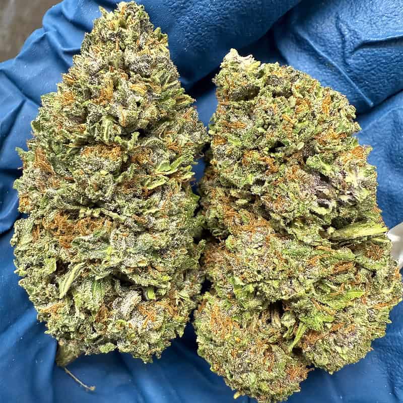 Jager THCA Flower Pounds