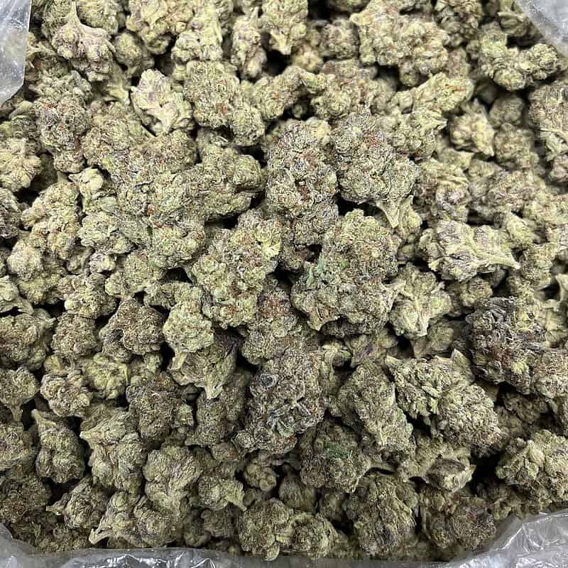 Kush Mintz THCA Flower Bulk