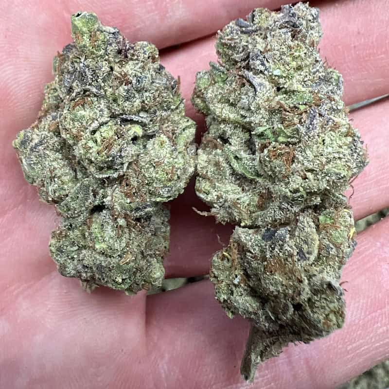 Kush Mintz THCA Flower Wholesale Pounds