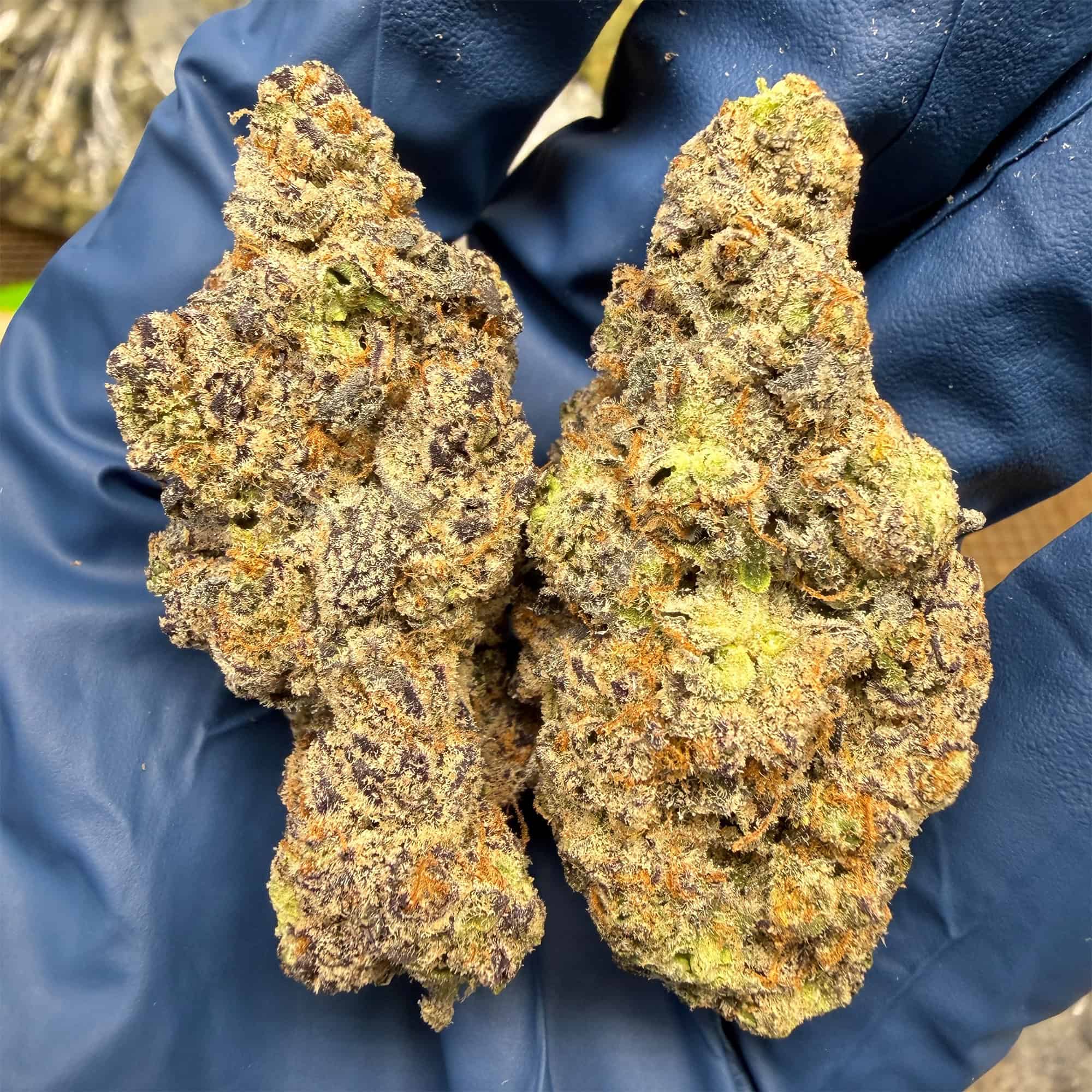 Churro Gelato THCA Flower Pounds
