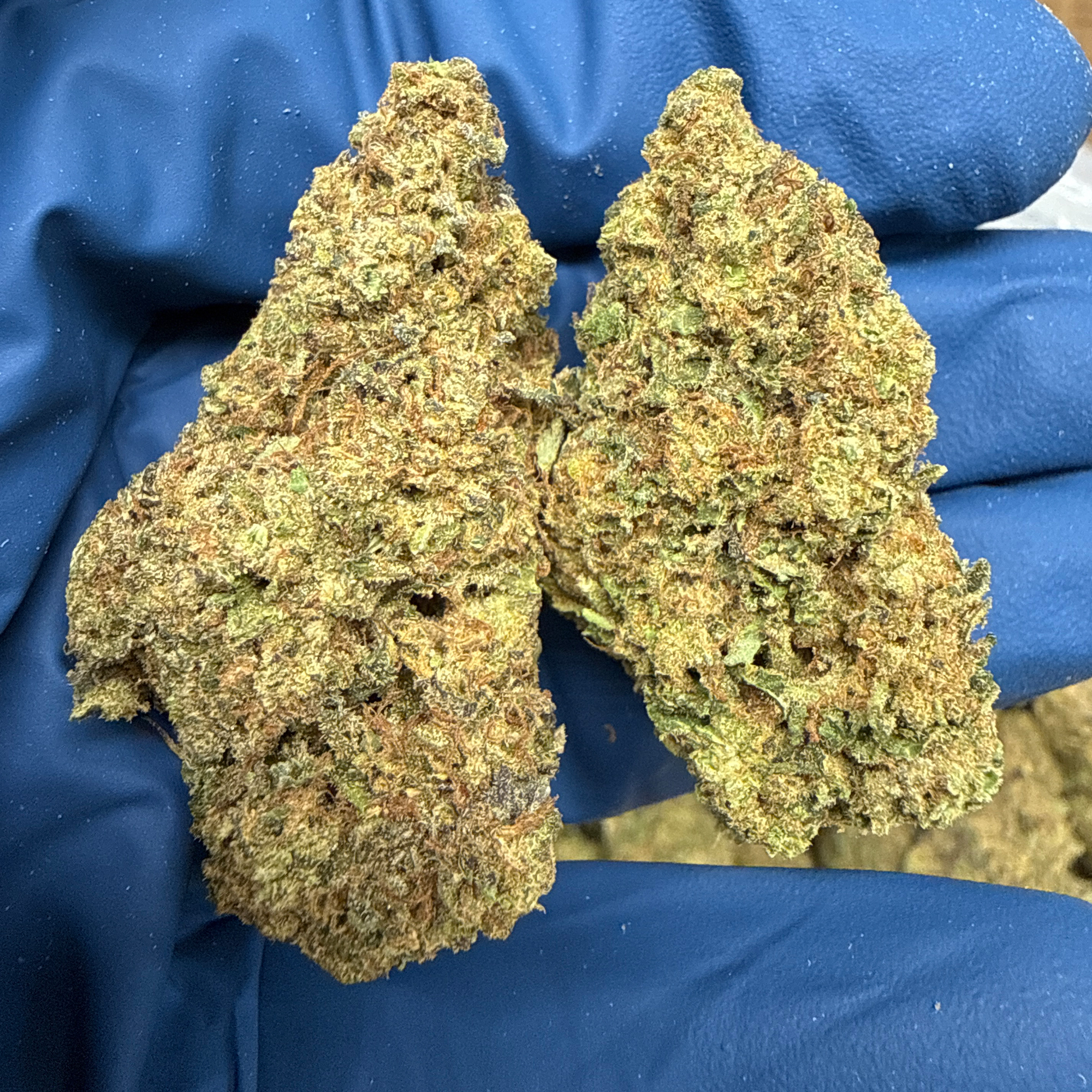 Gorilla Glue THCA Flower Pounds