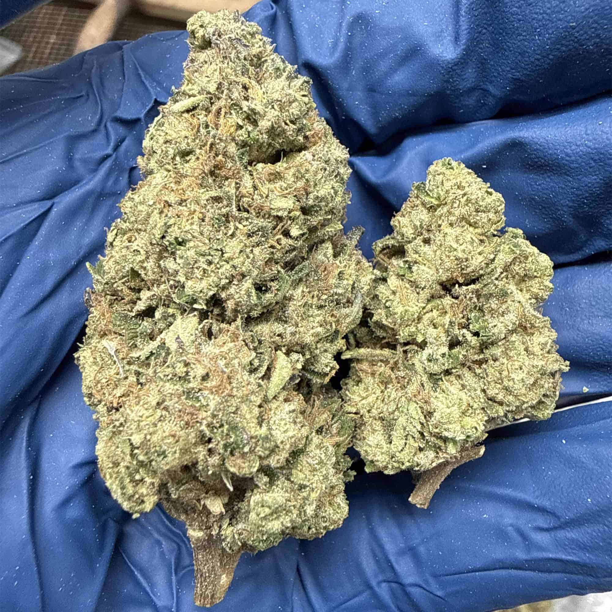 Drippin Dots THCA Flower Pounds