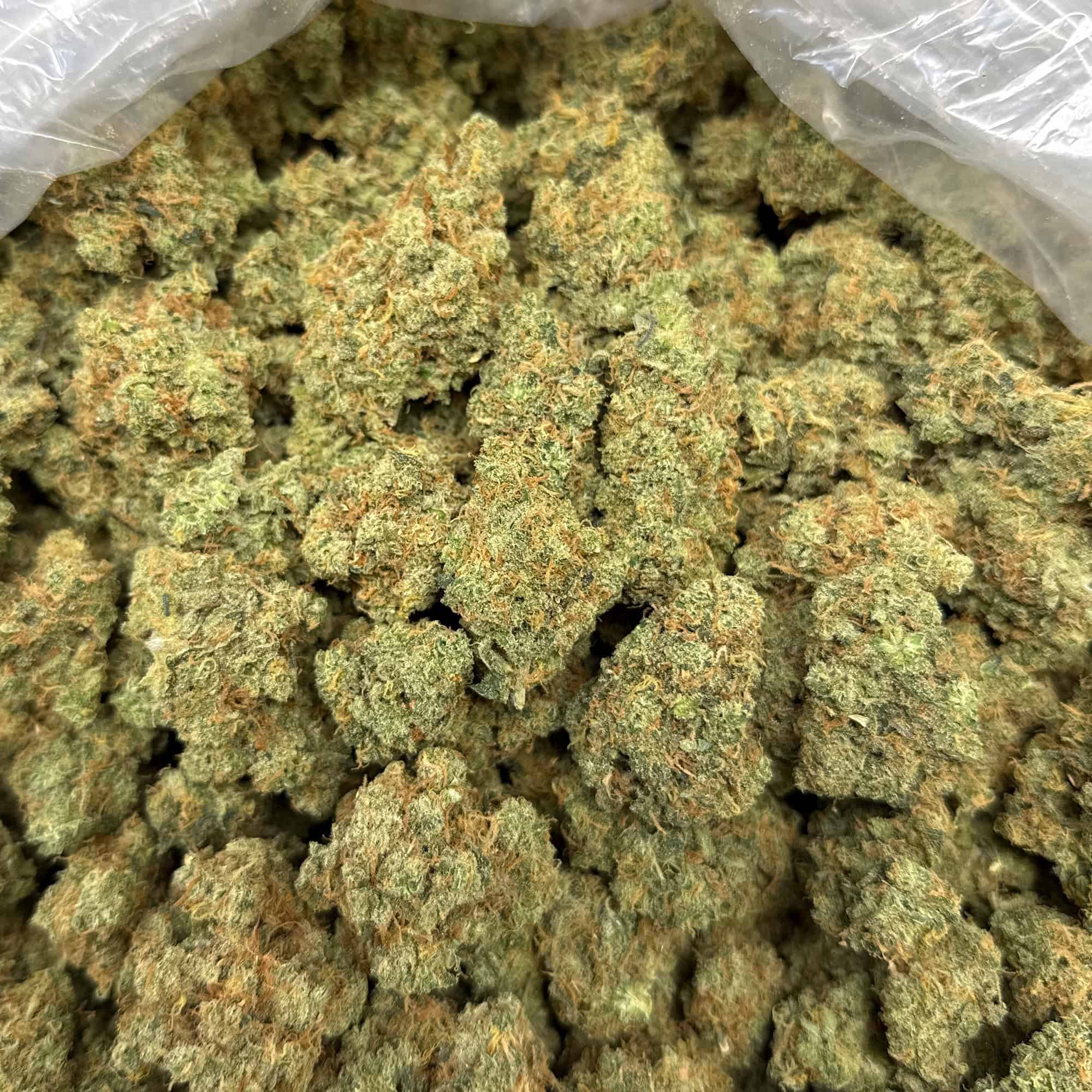 Jack Herer Bulk THCA Flower for Sale