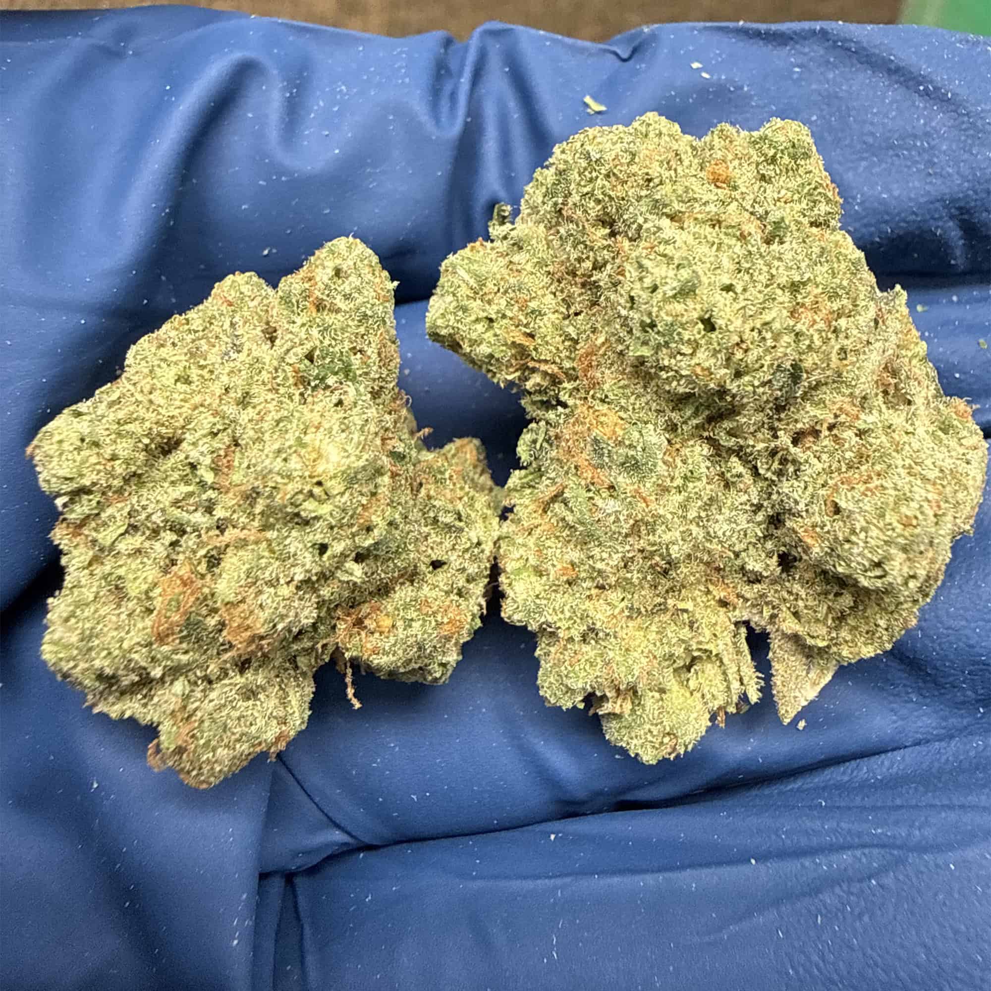Jack Herer Premium THCA Flower