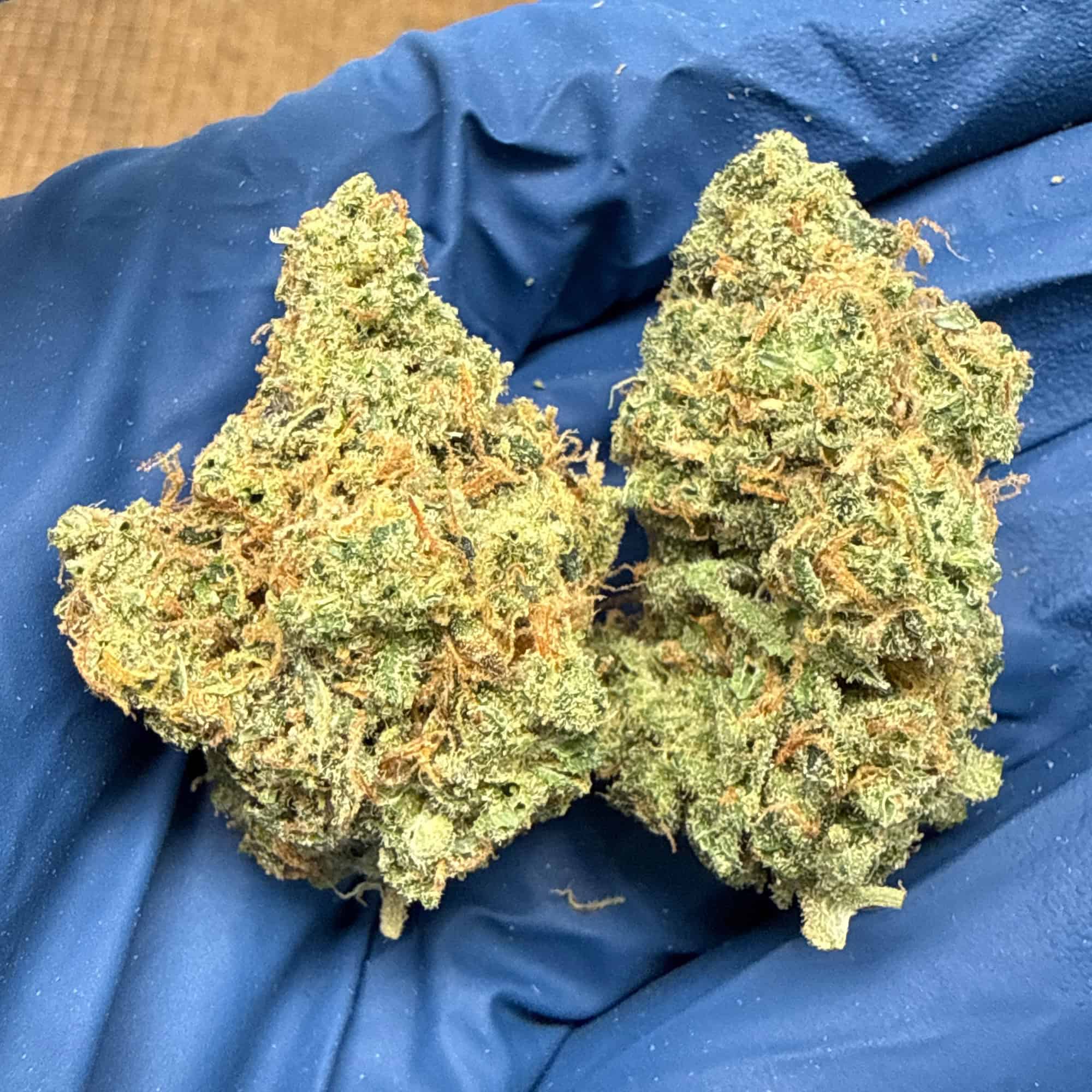 Jack Herer THCA Flower Pounds
