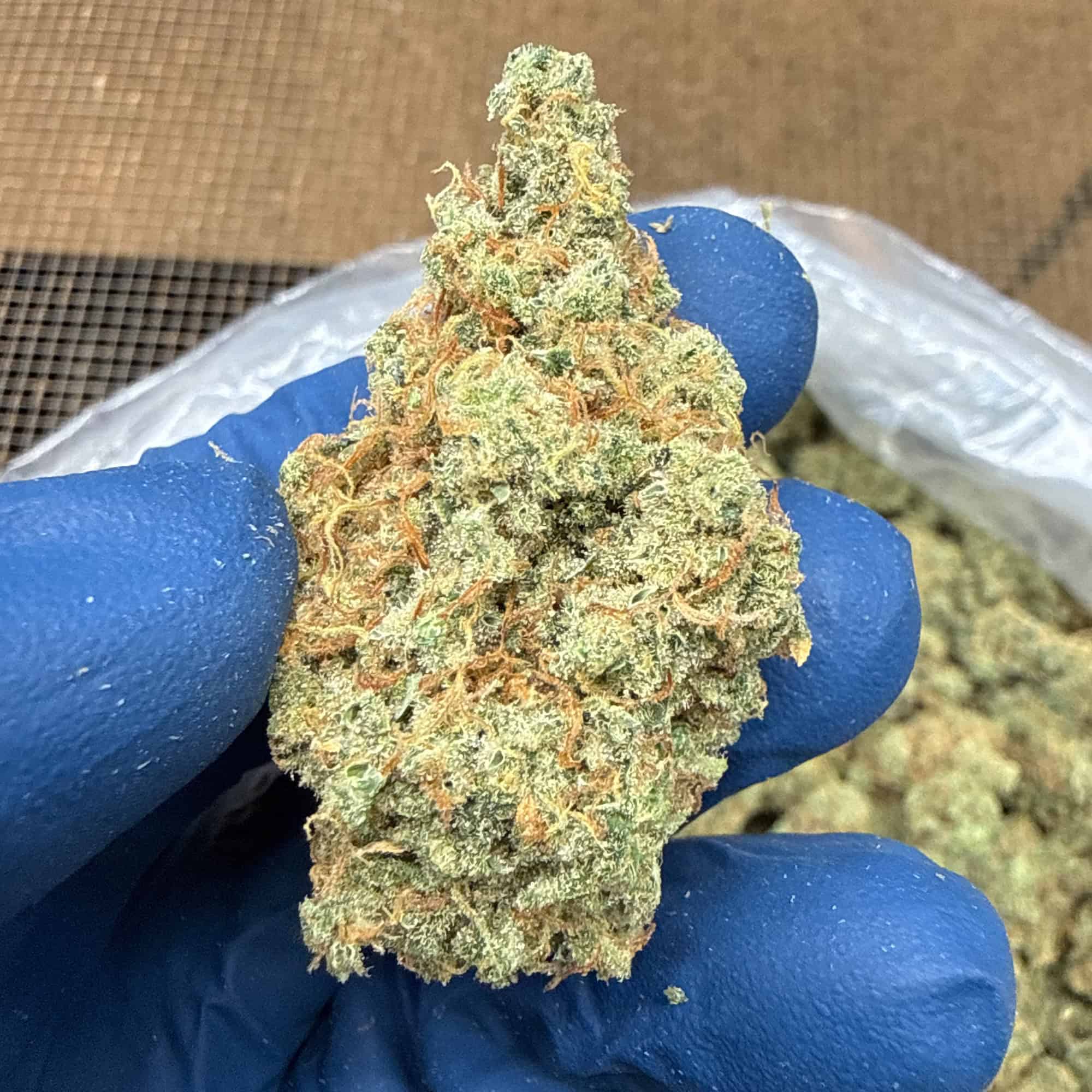 Jack Herer THCA Flower Pounds Wholesale