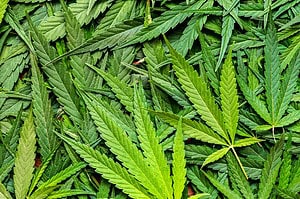 Can THCA Make You Fail A Drug Test