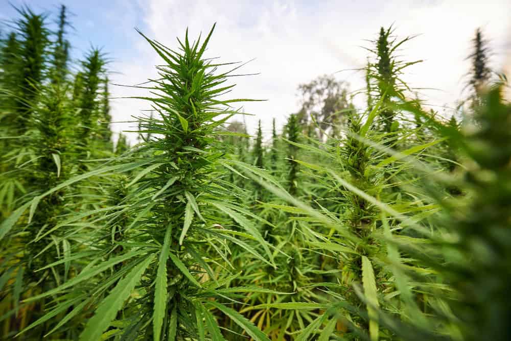 Georgia Hemp Laws