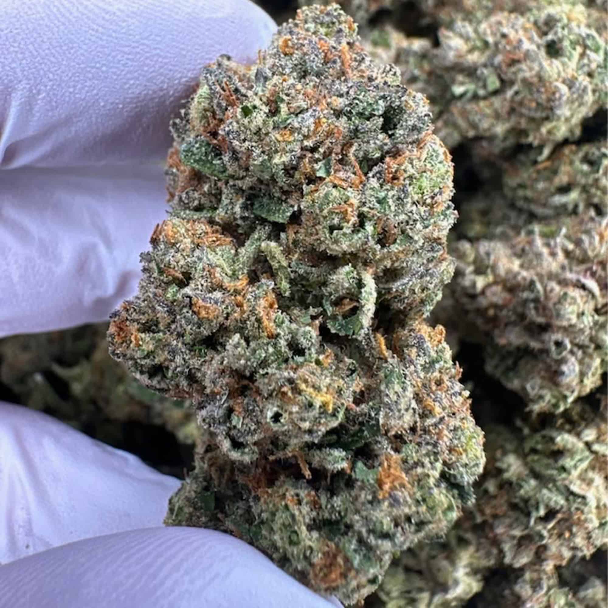 Candy Mob THCA Flower Bulk Wholesale