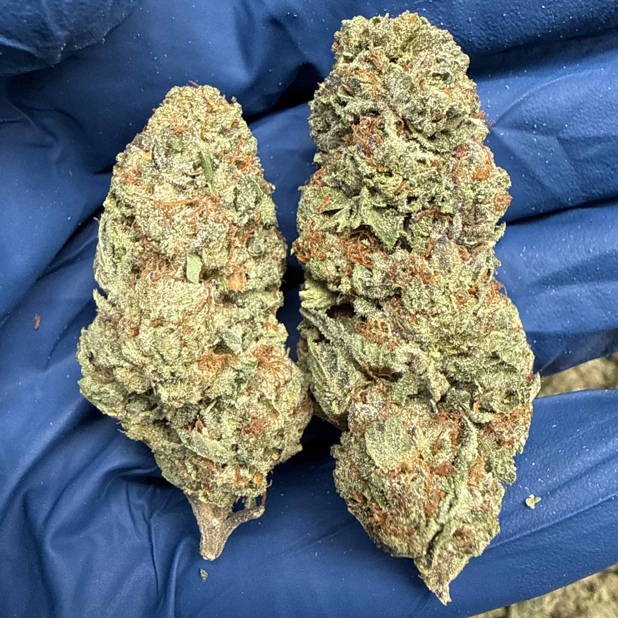Grape Cake THCA Flower Bulk