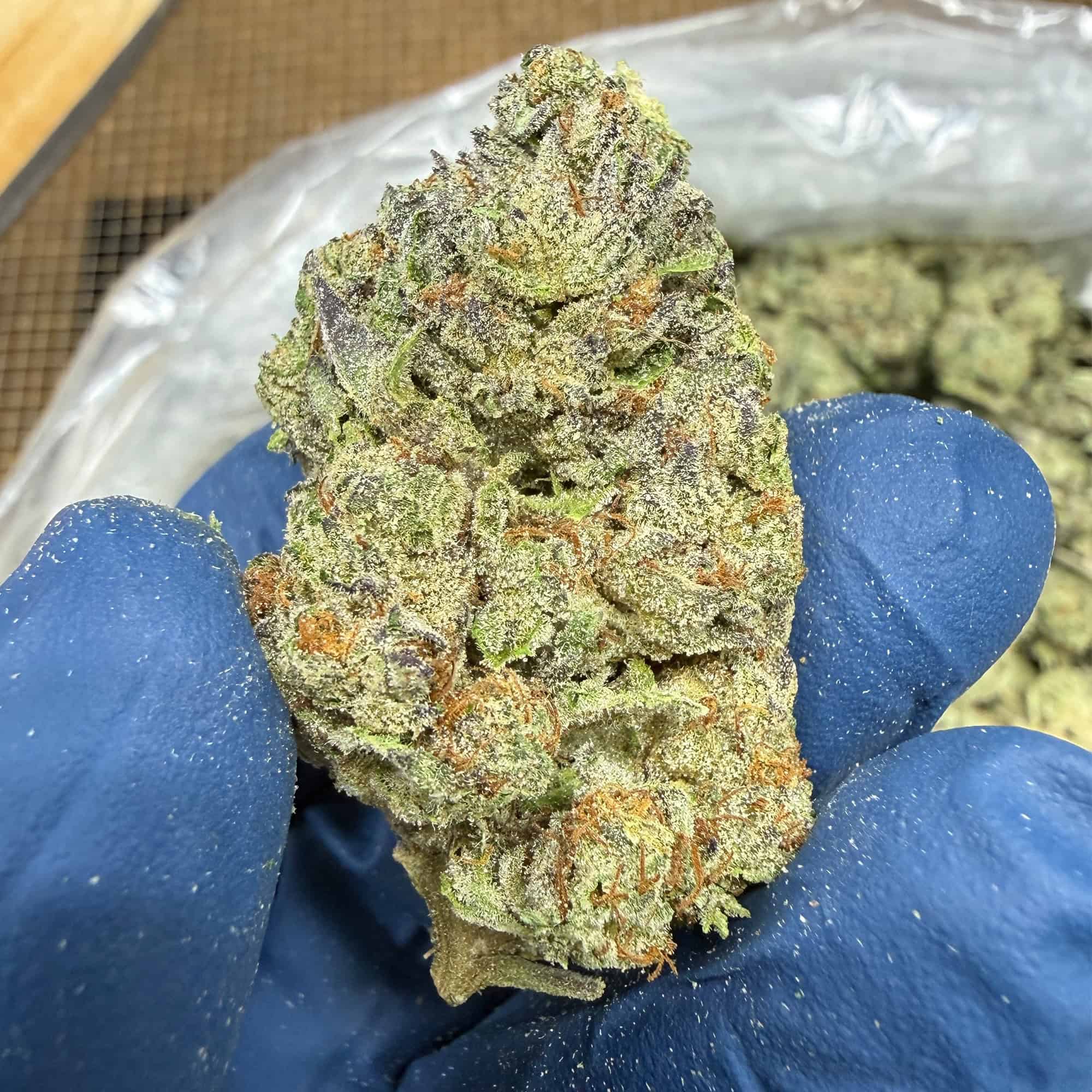 Kush Pie THCA Flower Bulk