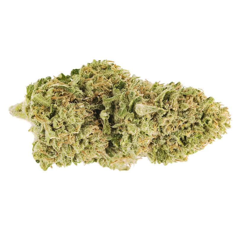 Pineapple Treatz THCA flower bud on a white background