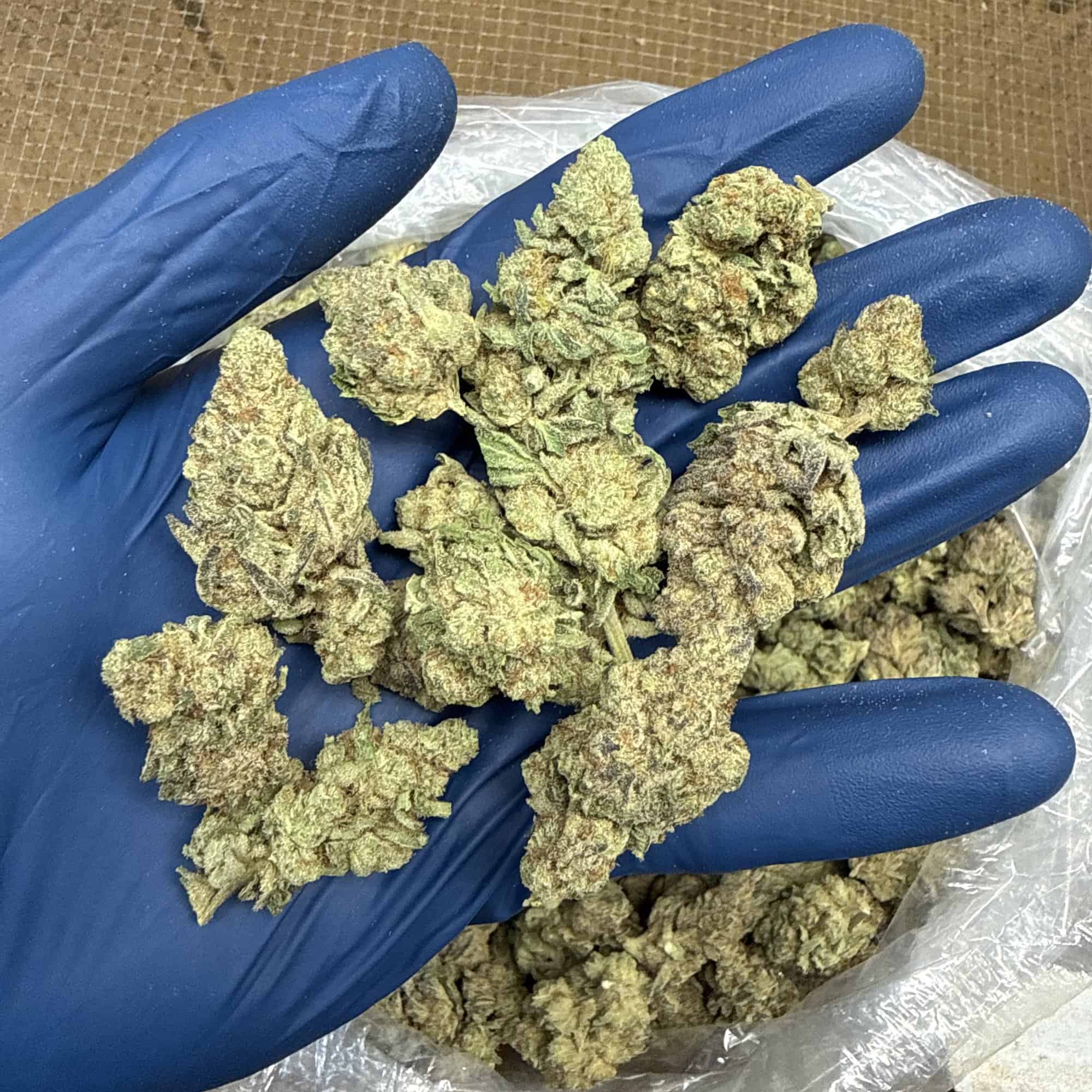 Gelato 41 THCA Flower